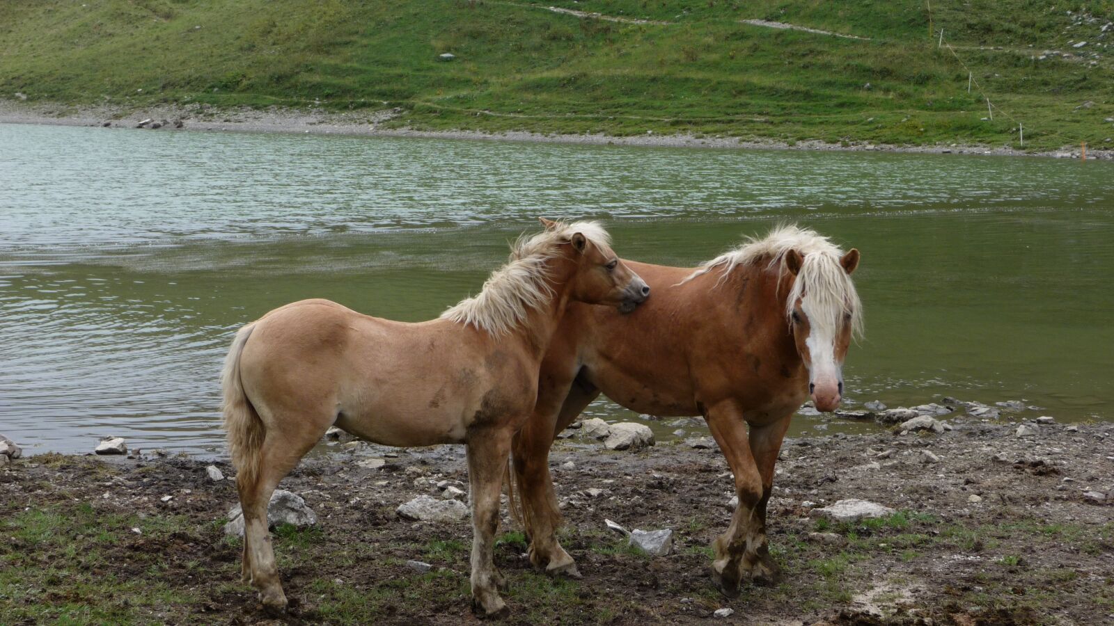 Panasonic Lumix DMC-TZ5 sample photo. Horses, animals, nature photography