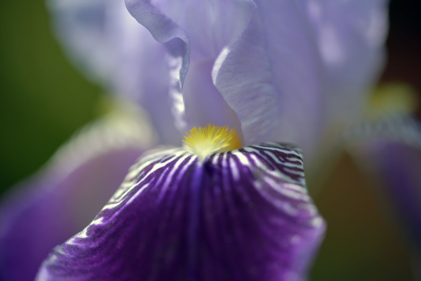 Nikon D5200 sample photo. Lily, blossom, bloom photography