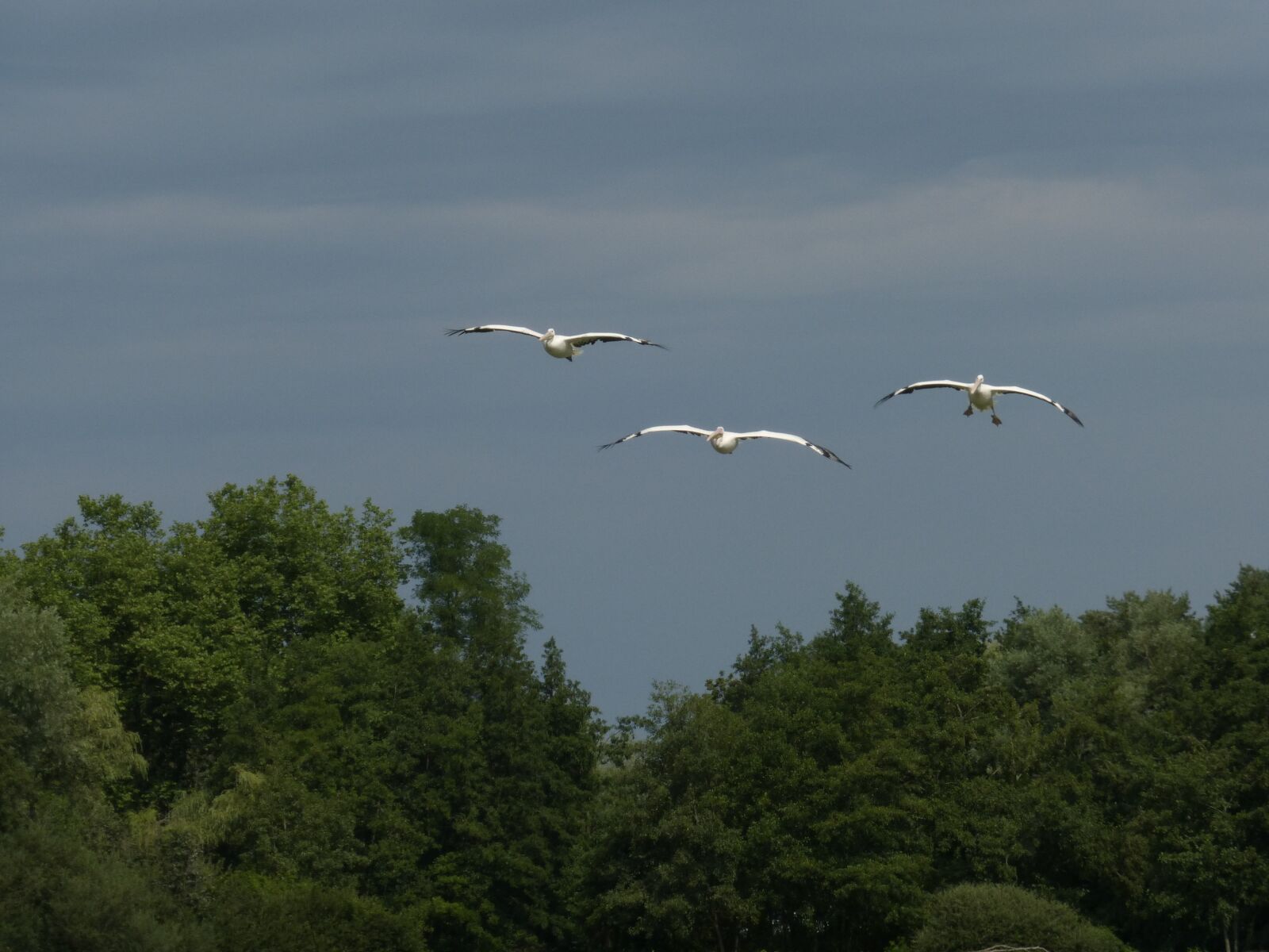 Panasonic Lumix DMC-ZS25 (Lumix DMC-TZ35) sample photo. Pelican, flight, bird photography