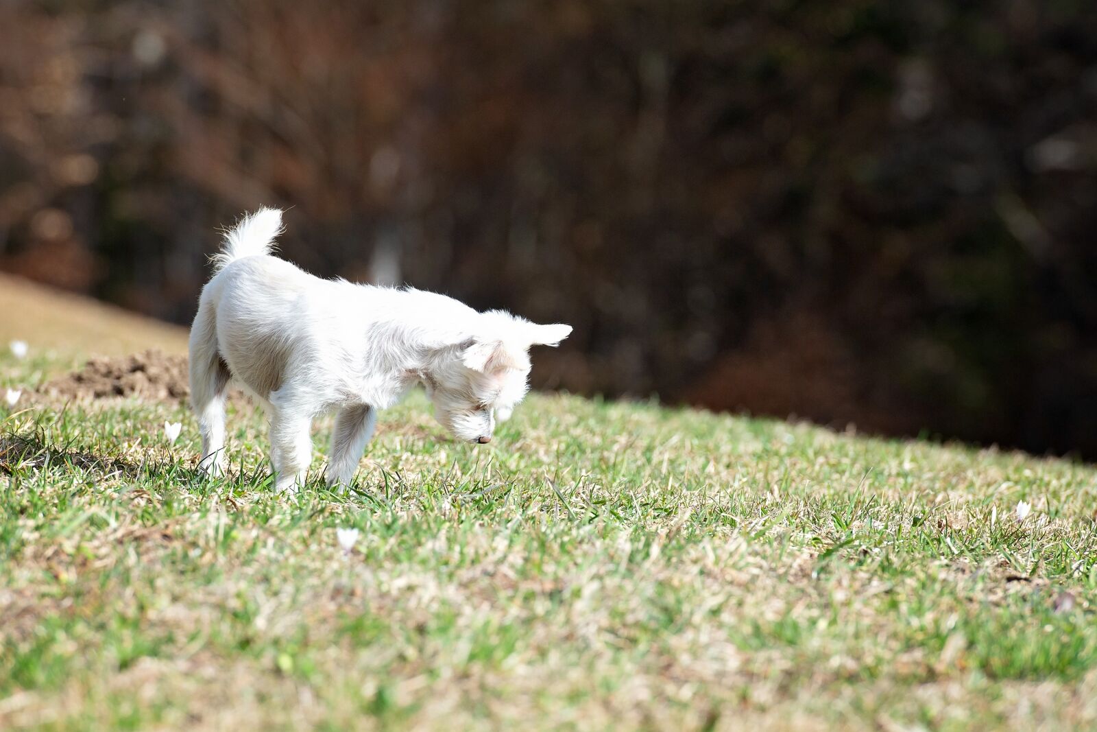 Nikon D7100 sample photo. Dog, white, out photography