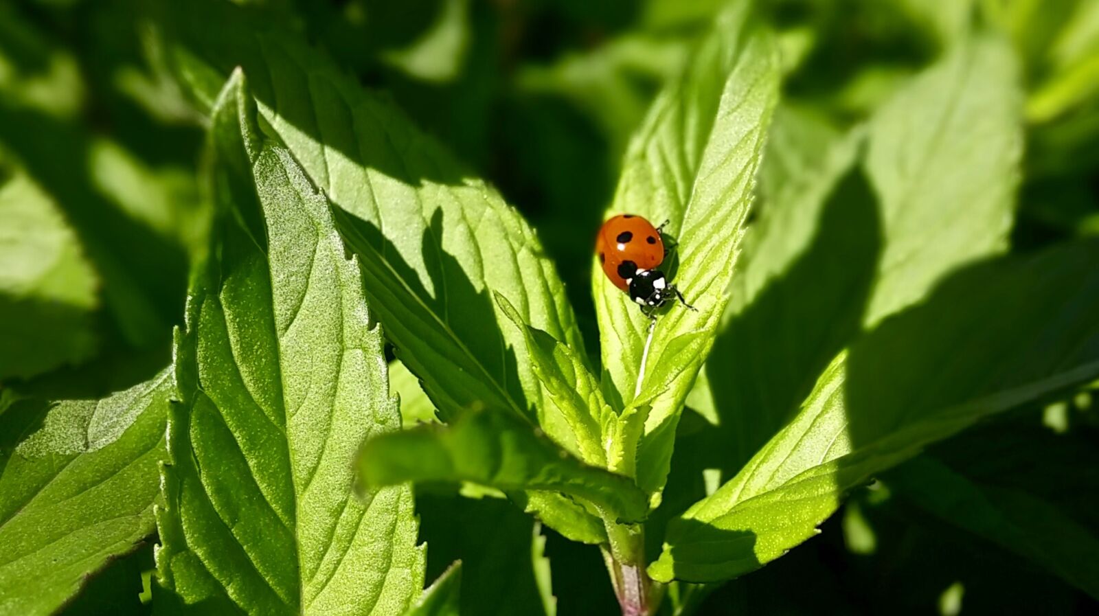 LG G3 sample photo. Ladybug, mint, leaves photography