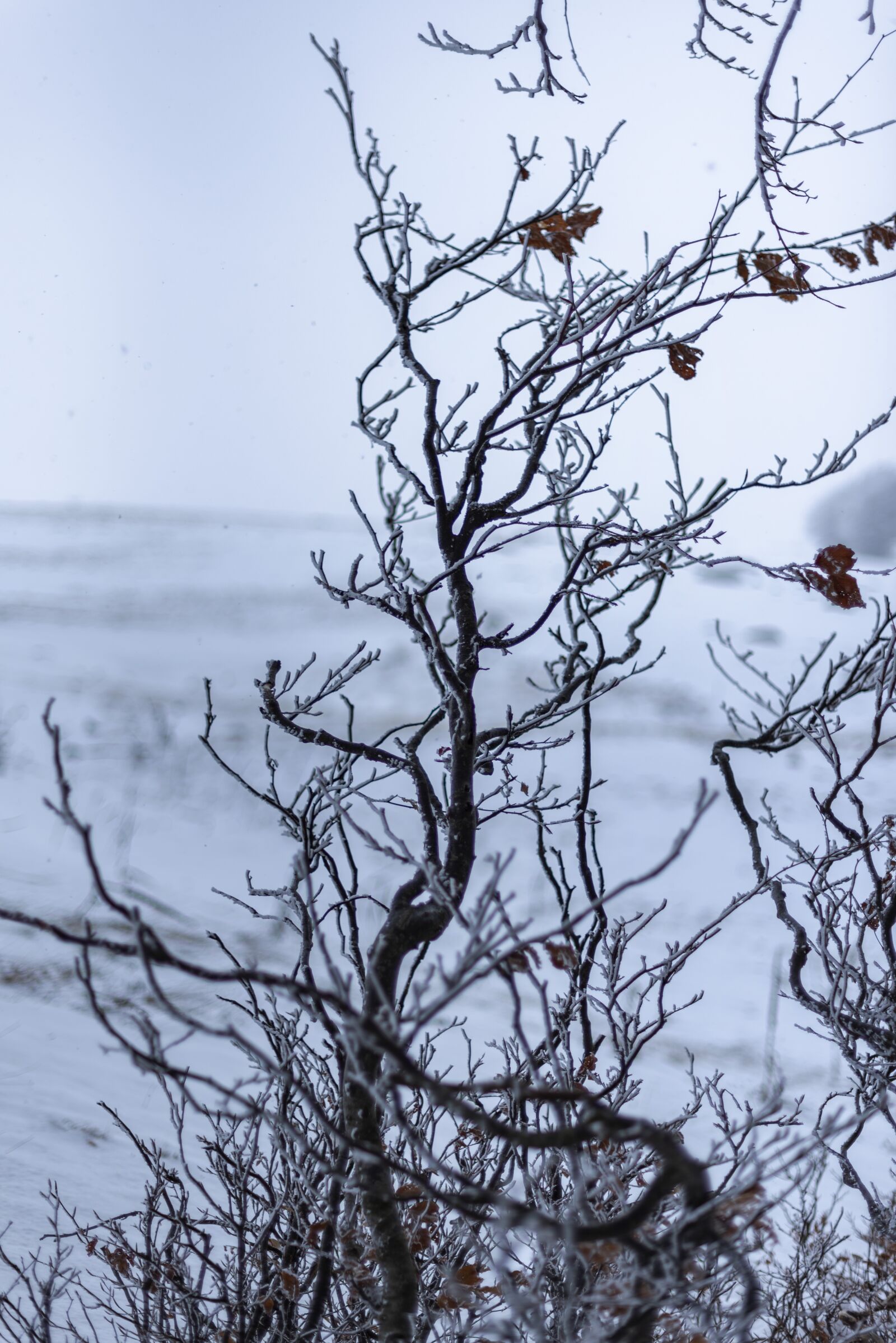 Nikon D750 sample photo. Winter, snow, nature photography