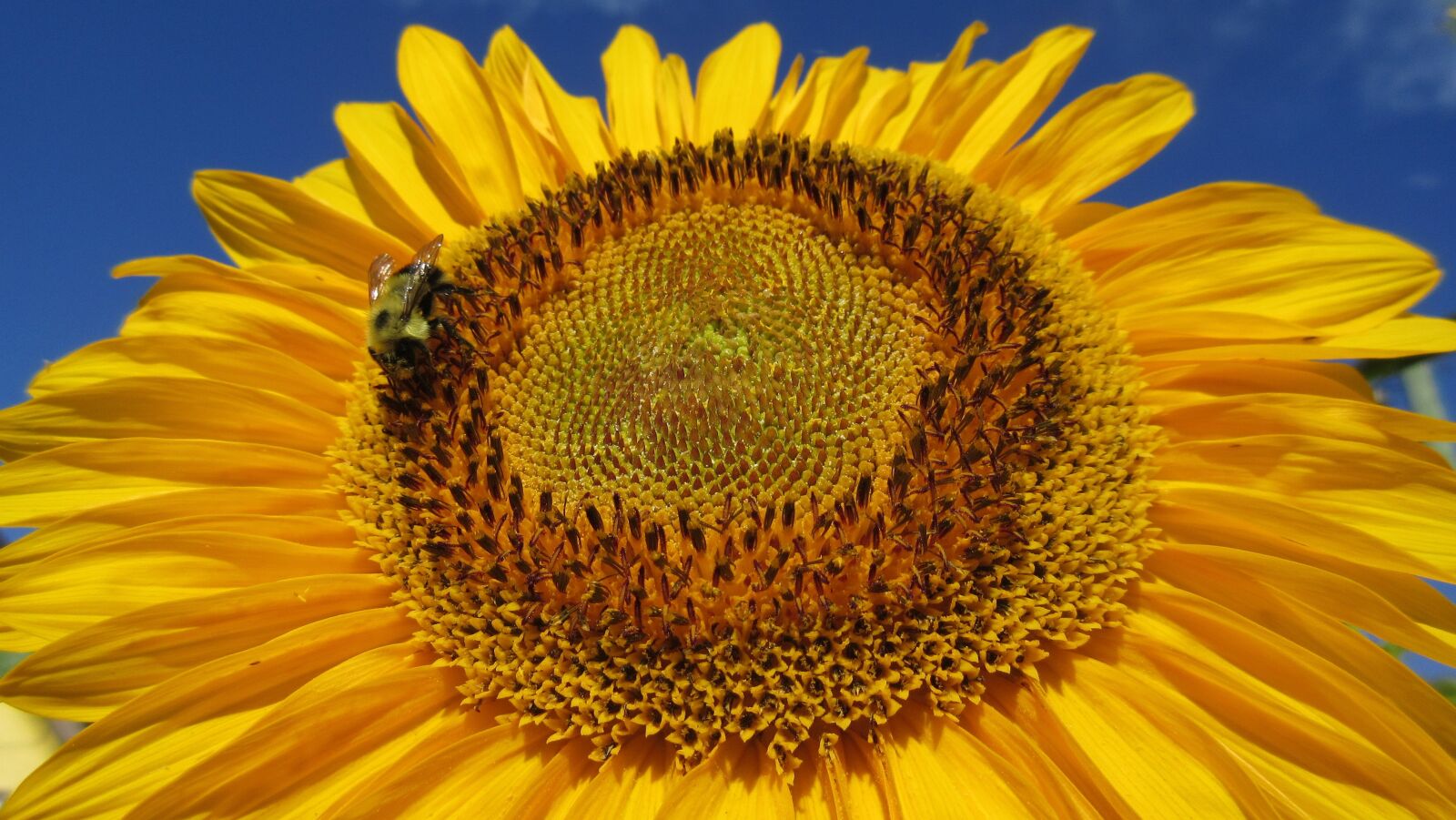 Canon PowerShot ELPH 340 HS (IXUS 265 HS / IXY 630) sample photo. Sunflower, blue sky, closeup photography