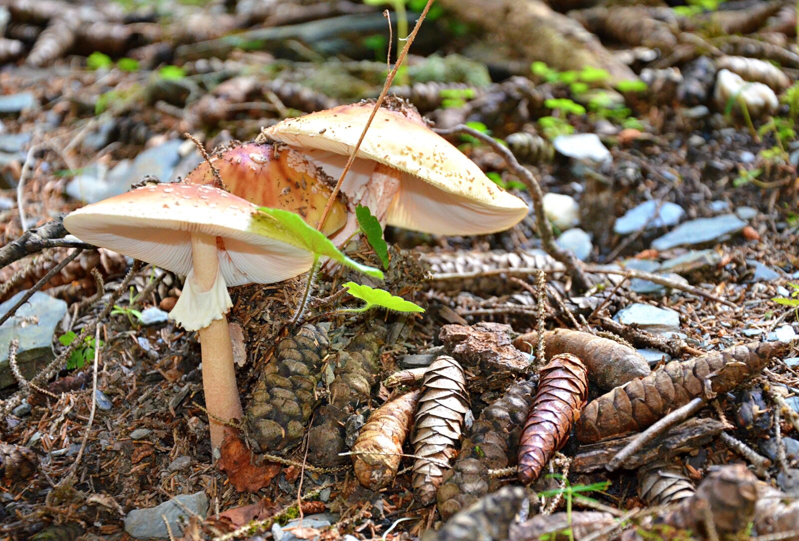 Nikon D5100 sample photo. Nature, svaneti, georgia photography