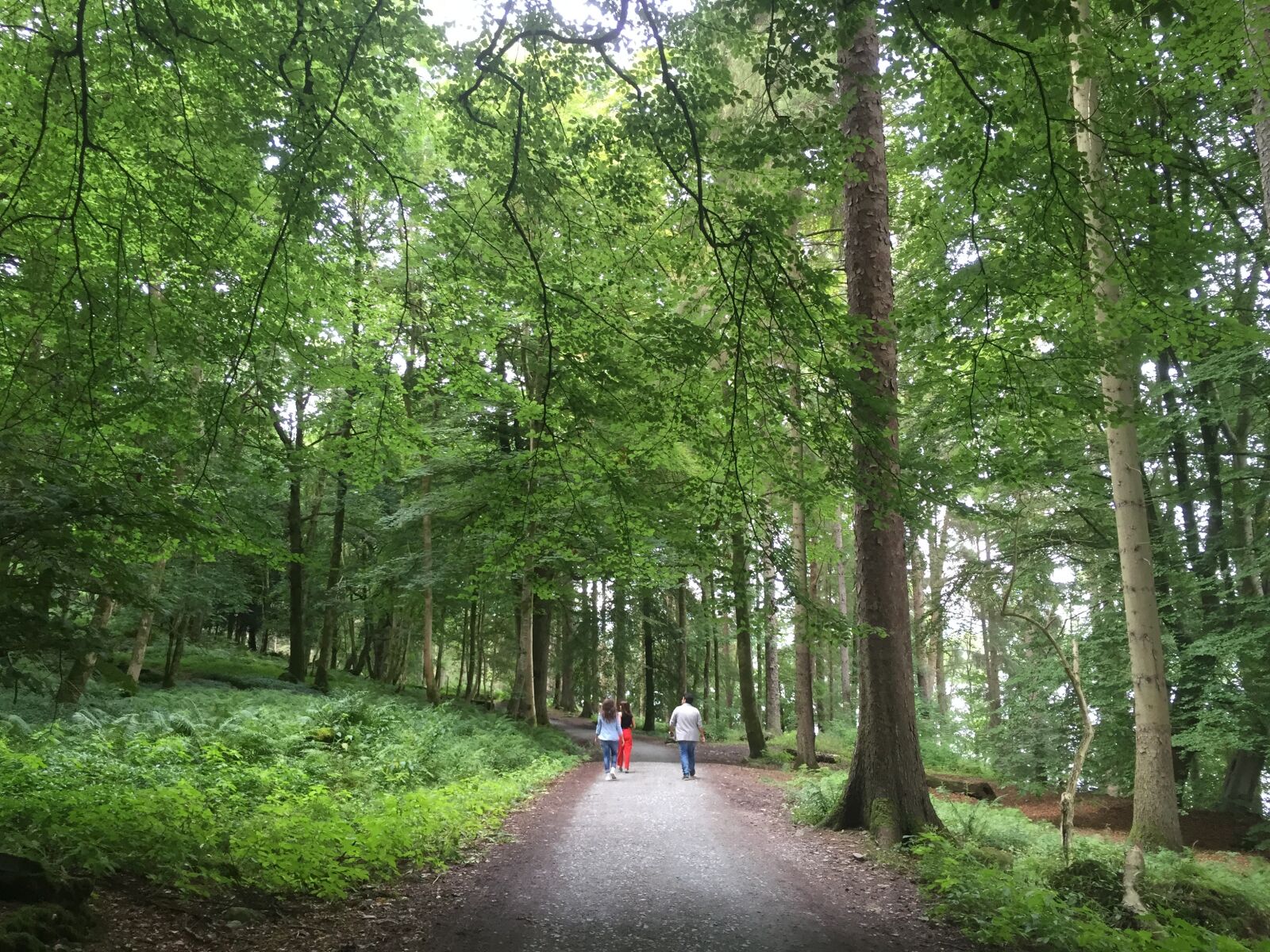 iPhone 6 Plus back camera 4.15mm f/2.2 sample photo. Nature, jungle, trail photography