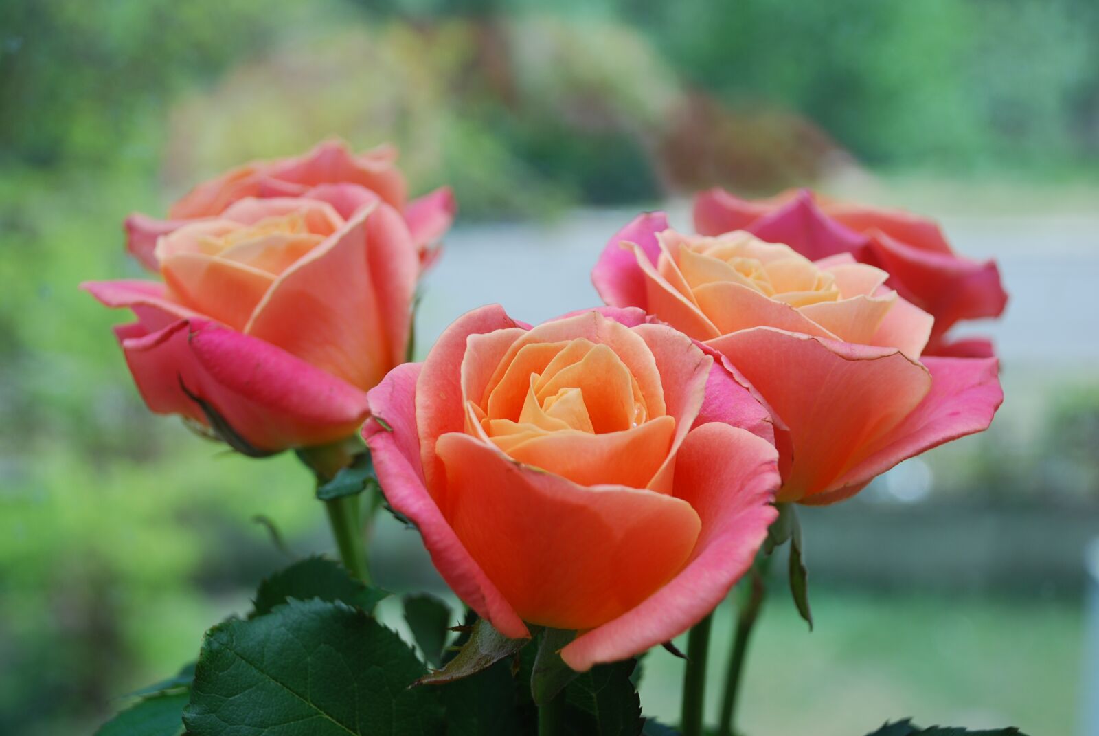 Nikon D80 sample photo. Roses, bouquet, flowers photography