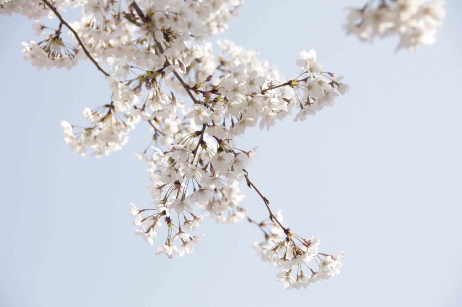 Canon EOS 40D sample photo. Cherry blossom, flowers, spring photography