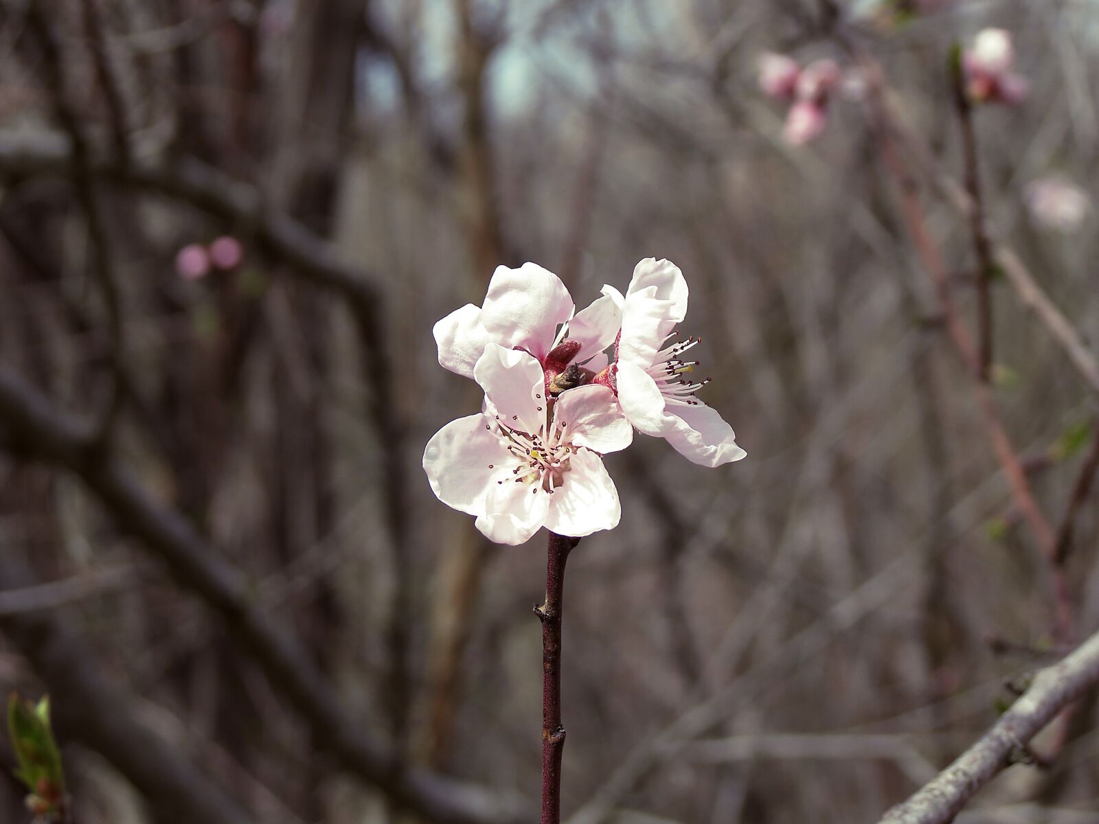 Canon PowerShot SX40 HS sample photo. Tree, nature, flower photography