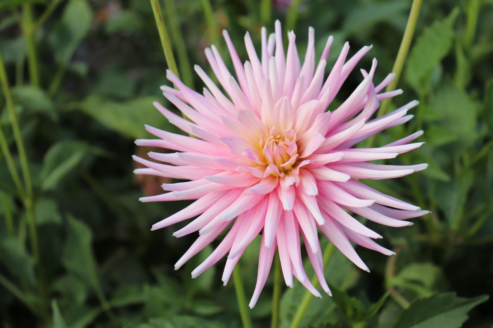 Canon EOS 800D (EOS Rebel T7i / EOS Kiss X9i) sample photo. Dahlias, flowers, plants photography
