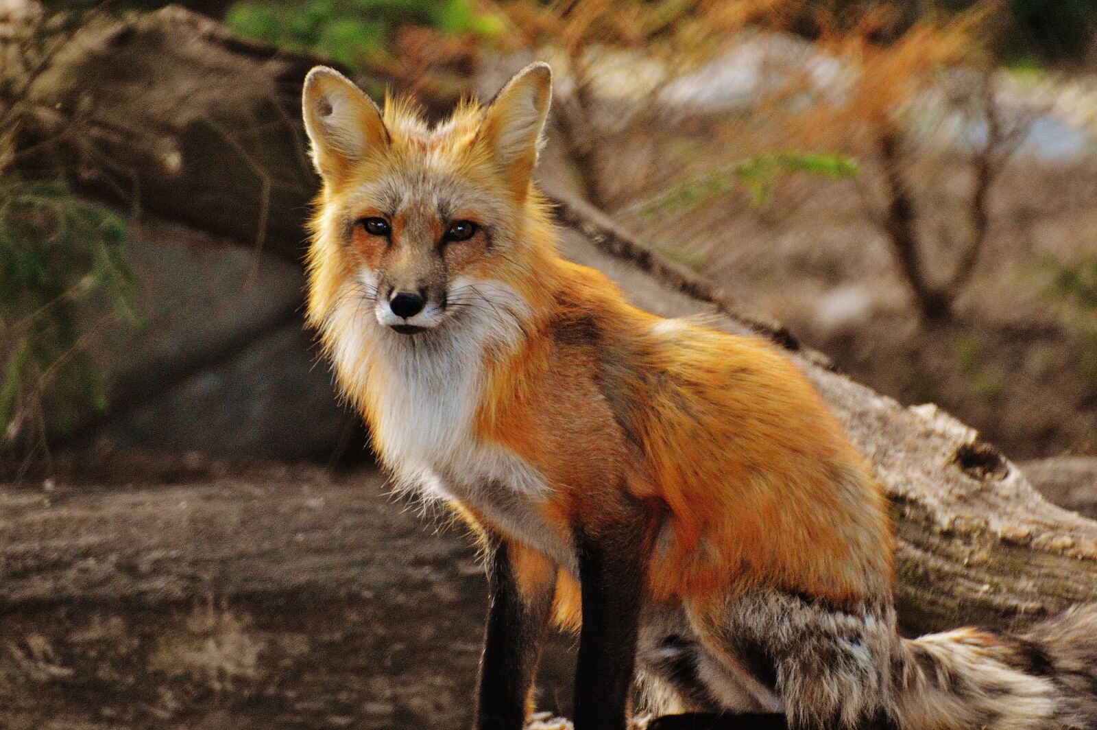 Nikon D3200 sample photo. Fuchs, wild animal, predator photography