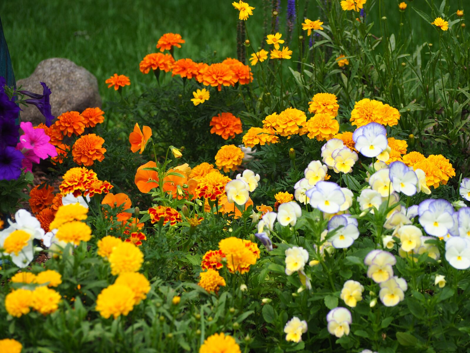 Olympus OM-D E-M10 sample photo. Garden, flower, plants photography