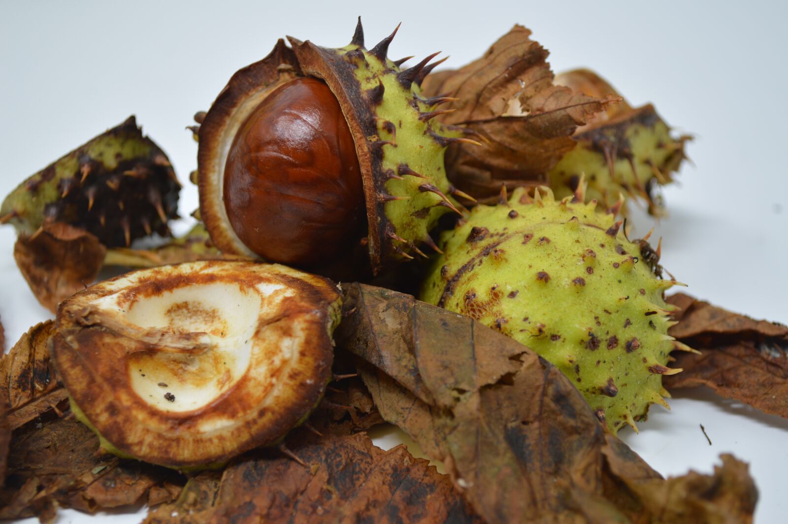 Nikon D3200 sample photo. Conker, conkers, horse chestnut photography