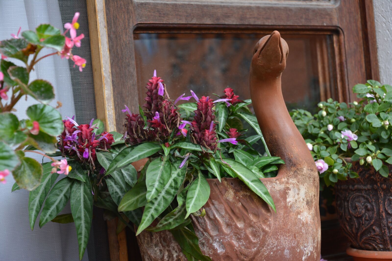 Nikon D7100 sample photo. Duck, plant, garden photography