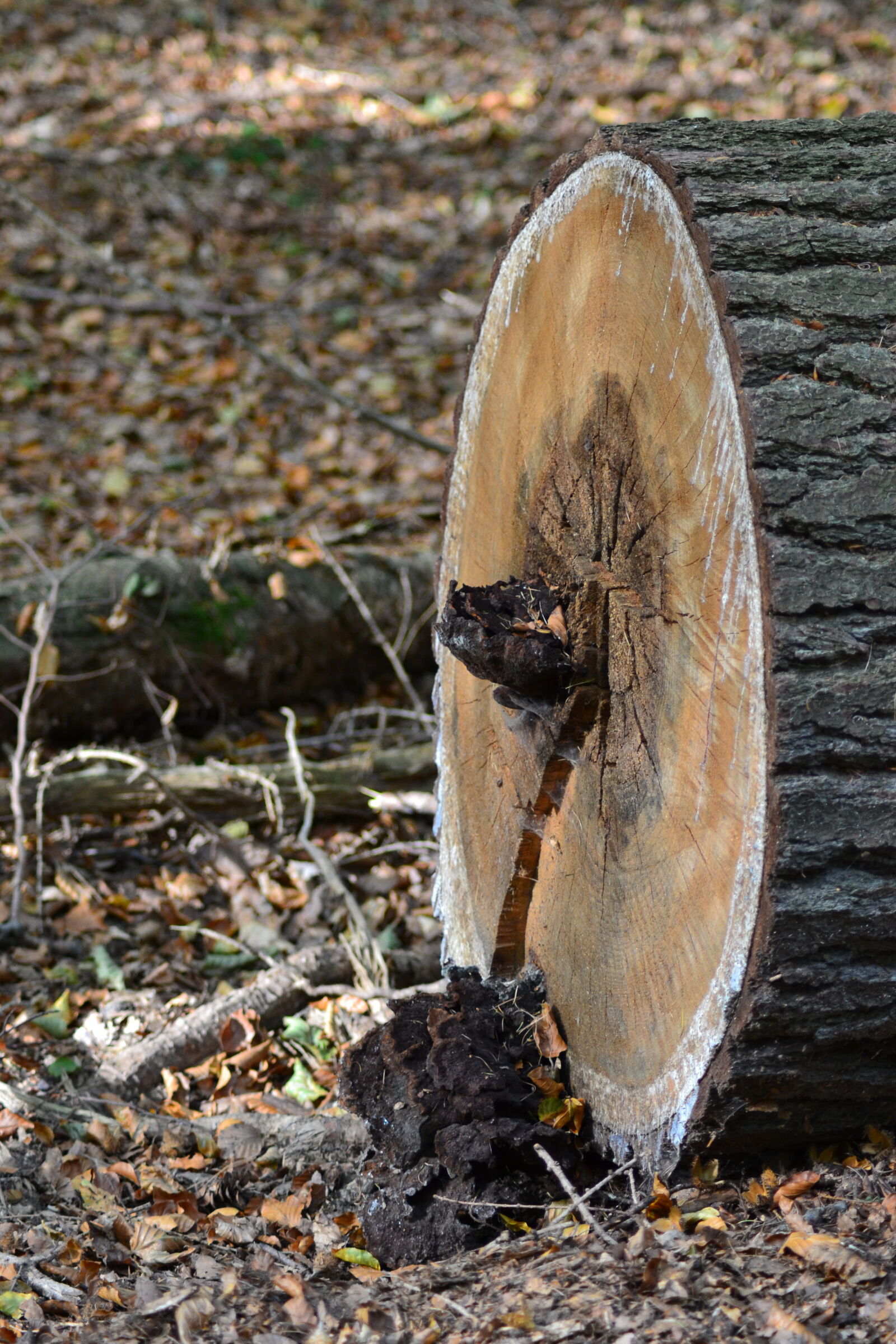 Nikon D3100 sample photo. Fallen, tree, forest, ground photography