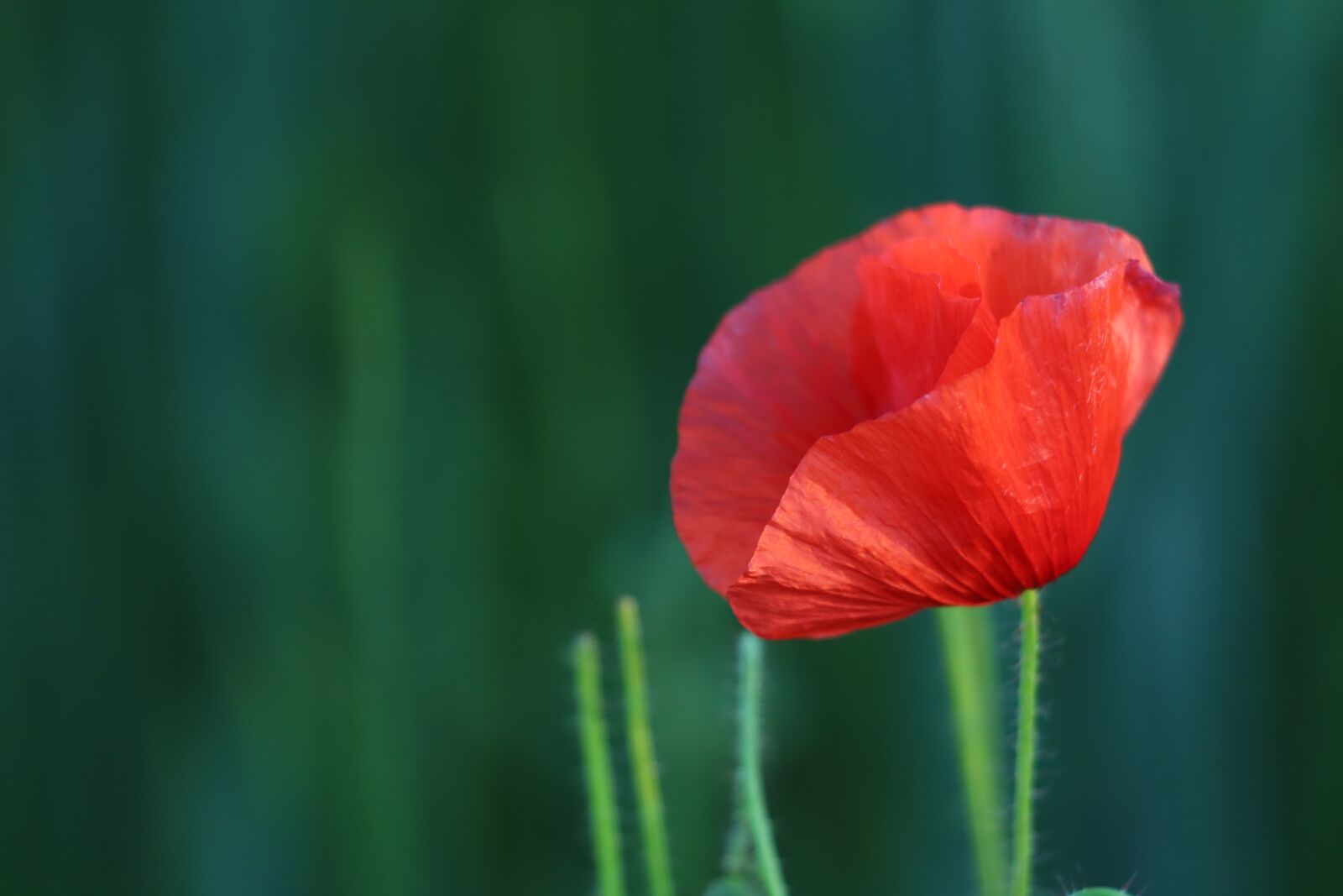 Canon EF 70-300 F4-5.6 IS II USM sample photo. Single red poppy, blooming photography