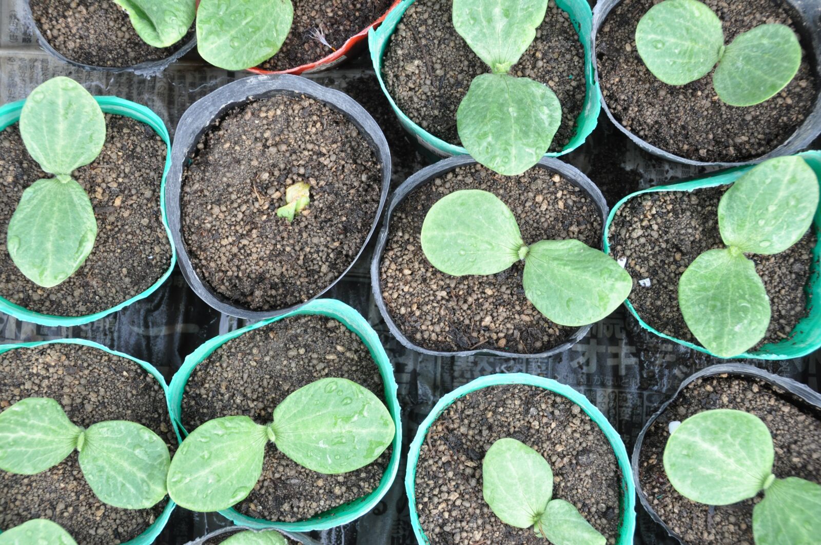 Nikon D90 sample photo. Bud, seedlings, futaba photography