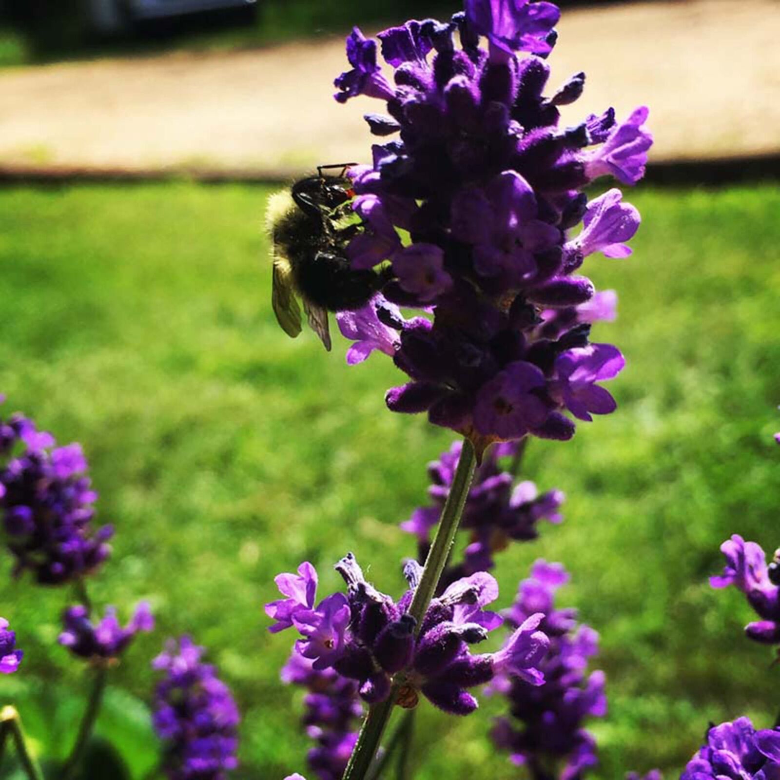 iPhone 6 back camera 4.15mm f/2.2 sample photo. Bee, garden, plant, grass photography