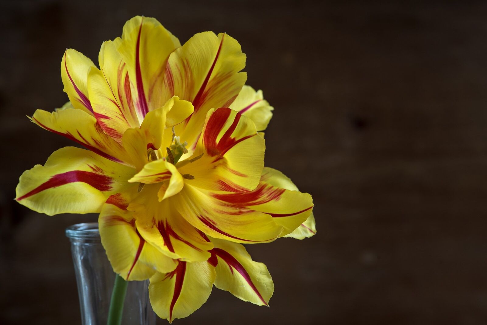 Nikon D750 sample photo. Flower, tulip, yellow red photography