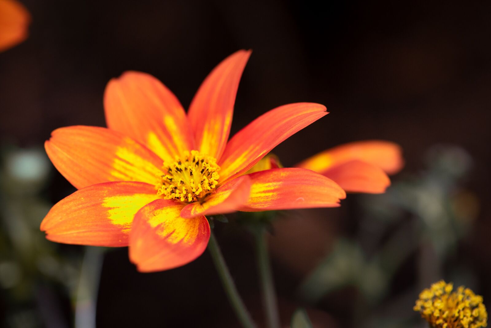 Nikon D750 sample photo. Flower, orange, blossom photography