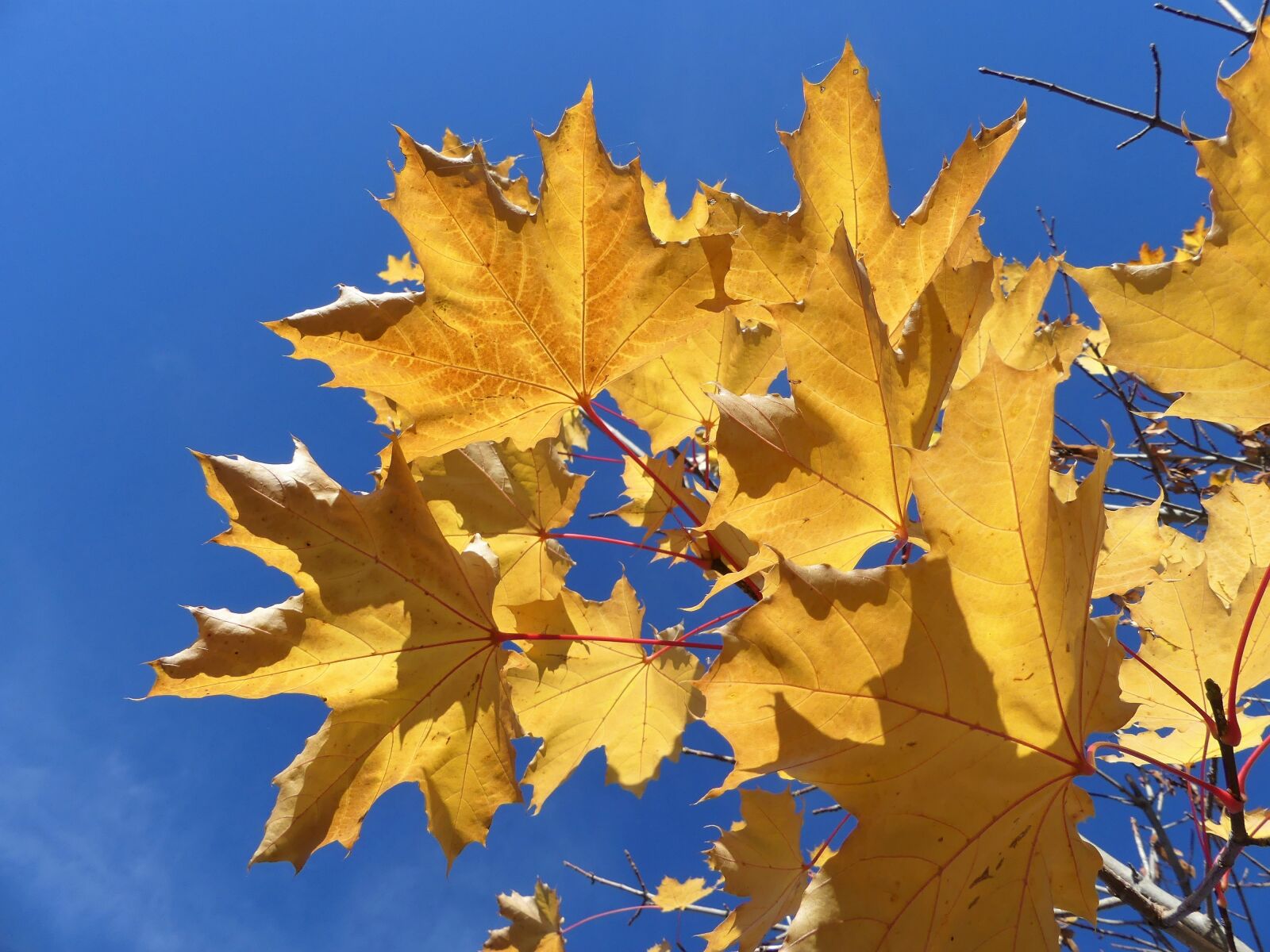 Panasonic Lumix DMC-FZ300 sample photo. Nature, leaves, fall photography