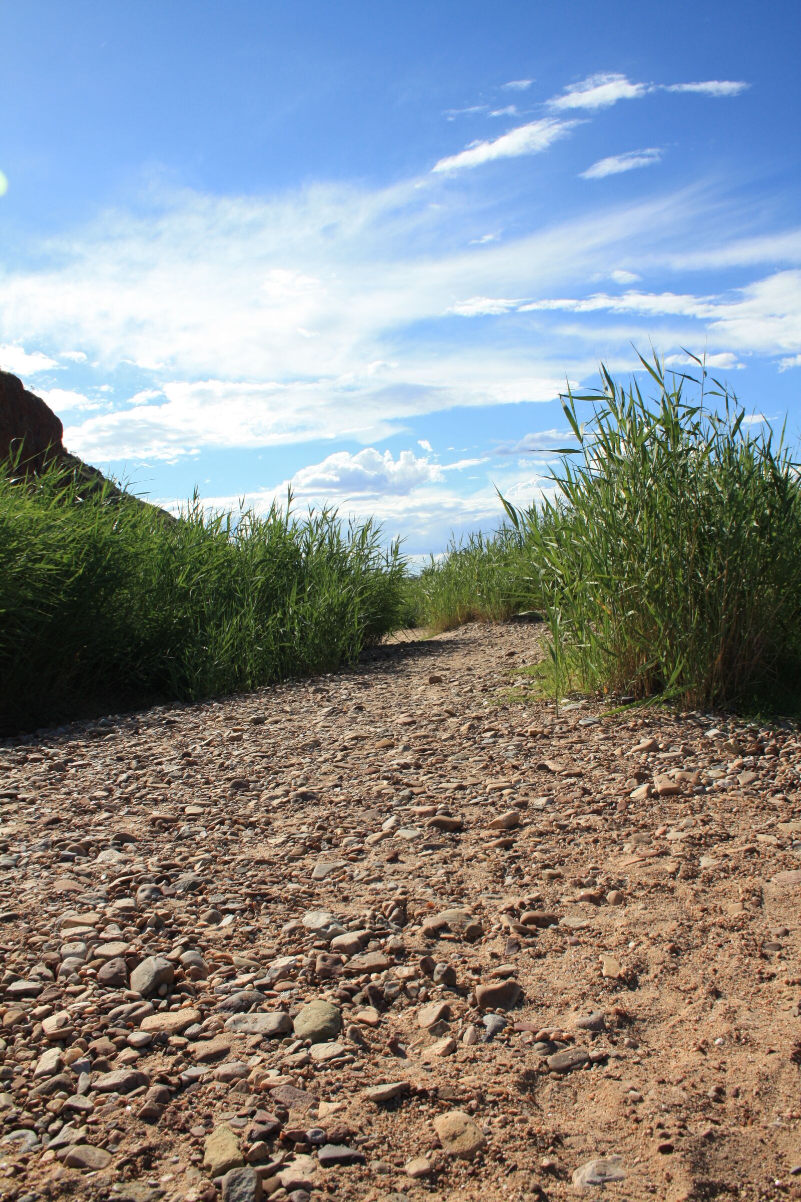 Canon EOS 450D (EOS Rebel XSi / EOS Kiss X2) sample photo. Australia, landscape, reeds photography