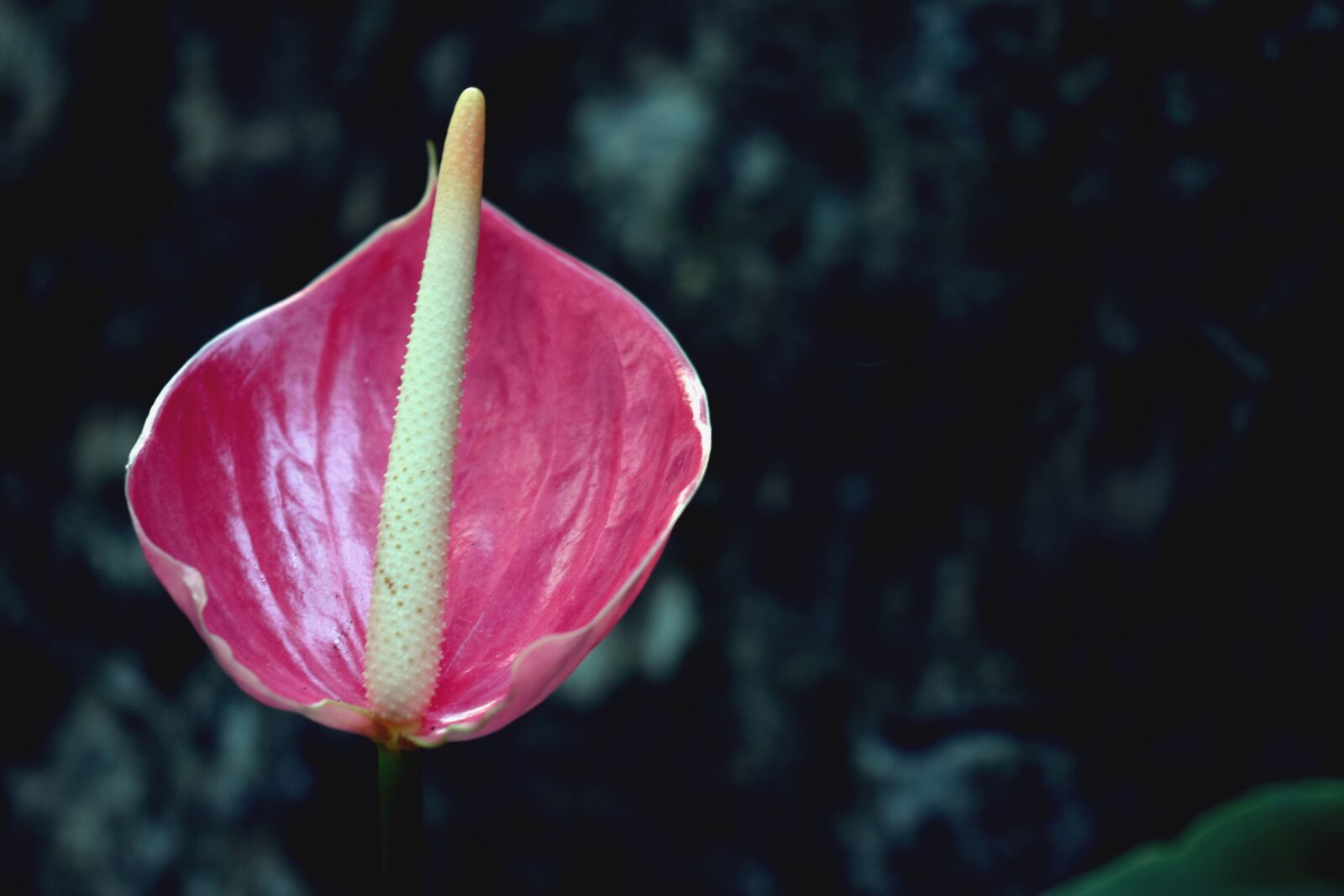 Nikon D5300 sample photo. Flower, pink flower, garden photography