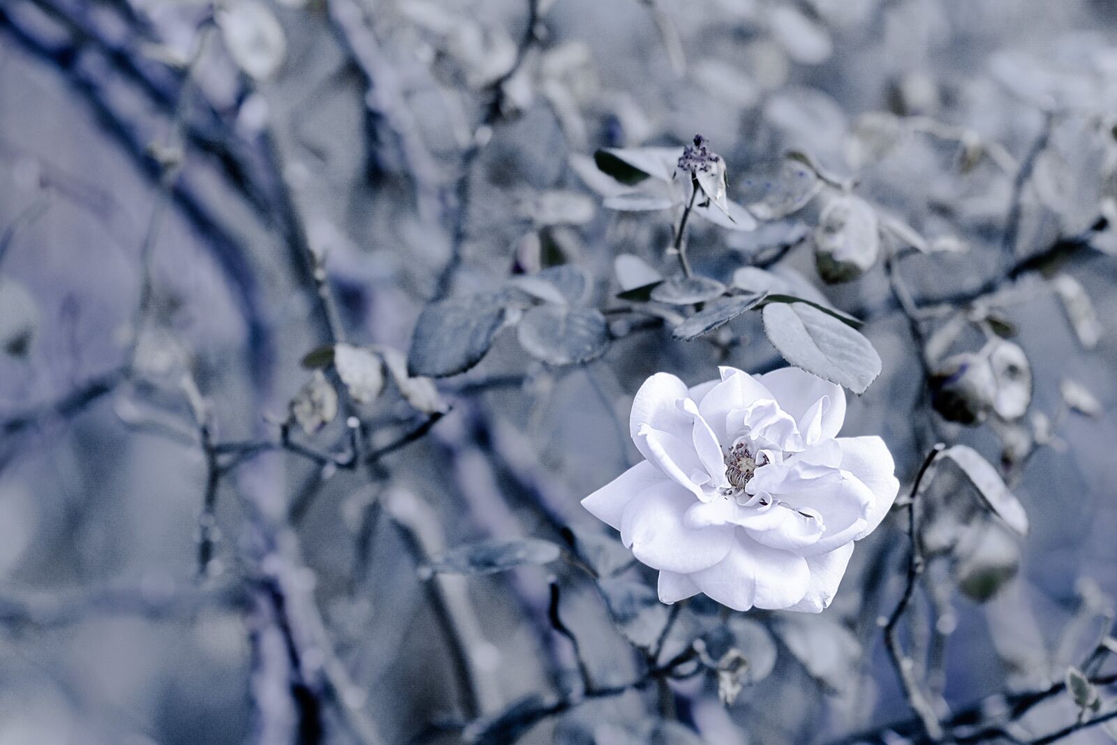Nikon D750 sample photo. Nature, plant, flower photography
