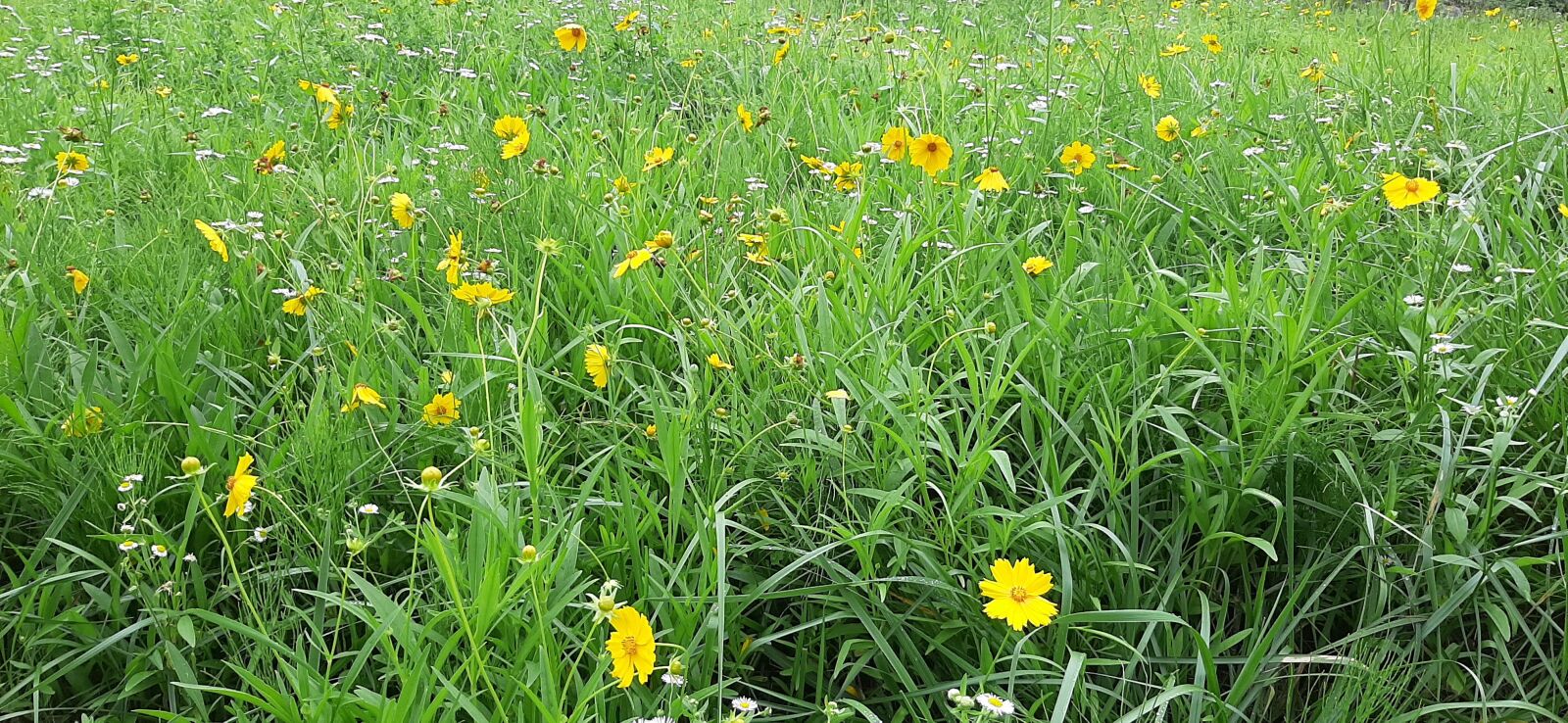 Samsung Galaxy A50 sample photo. Field, flowers, wildflower photography
