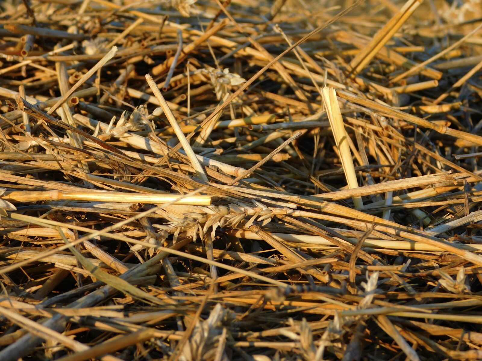 Nikon Coolpix L840 sample photo. Harvest, abgeernet, field photography