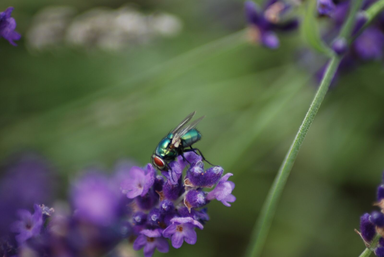 Nikon D80 sample photo. Nikon d5100, fly, lavender photography