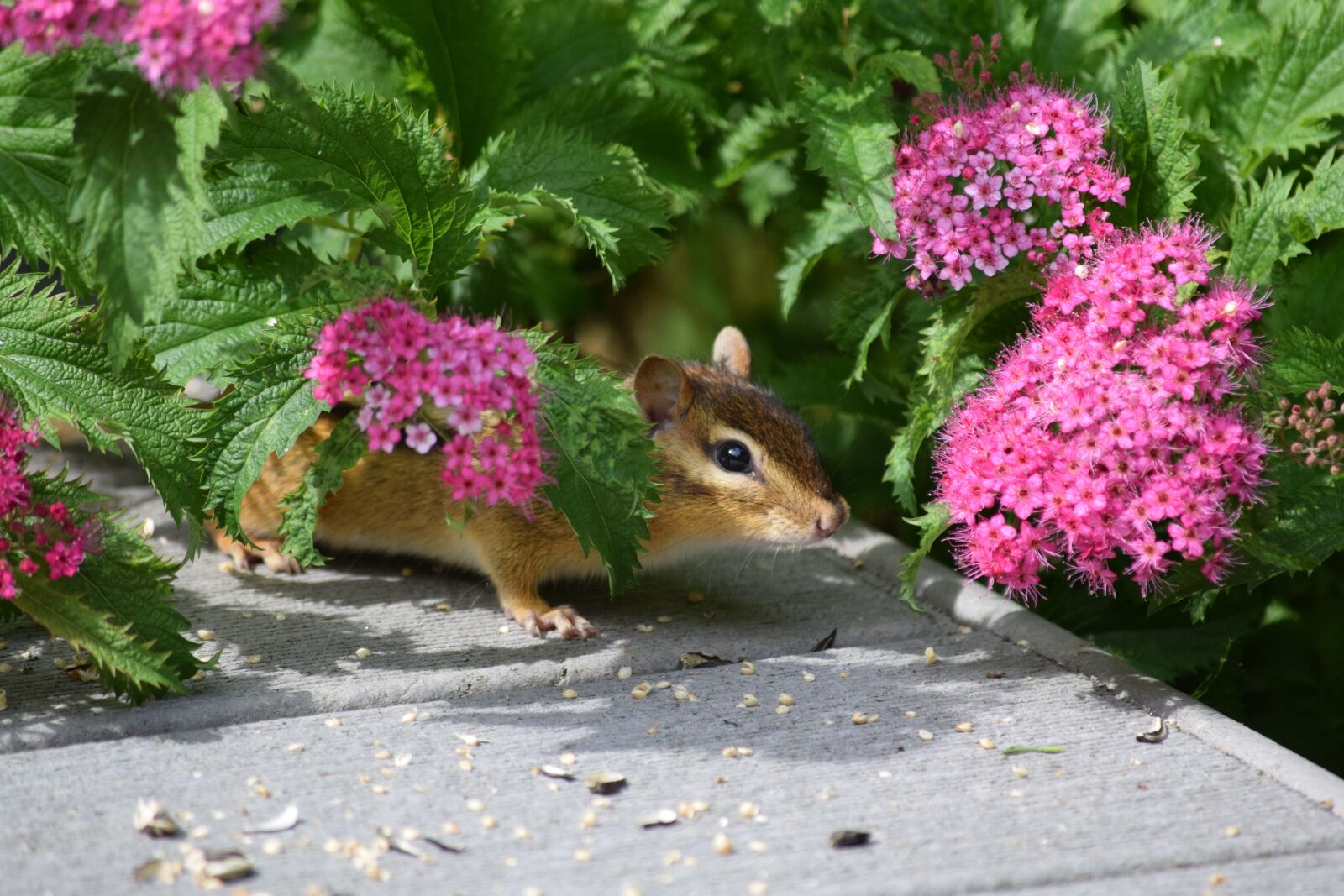 Nikon D5300 sample photo. Squirrel, chipmunk, rodent photography