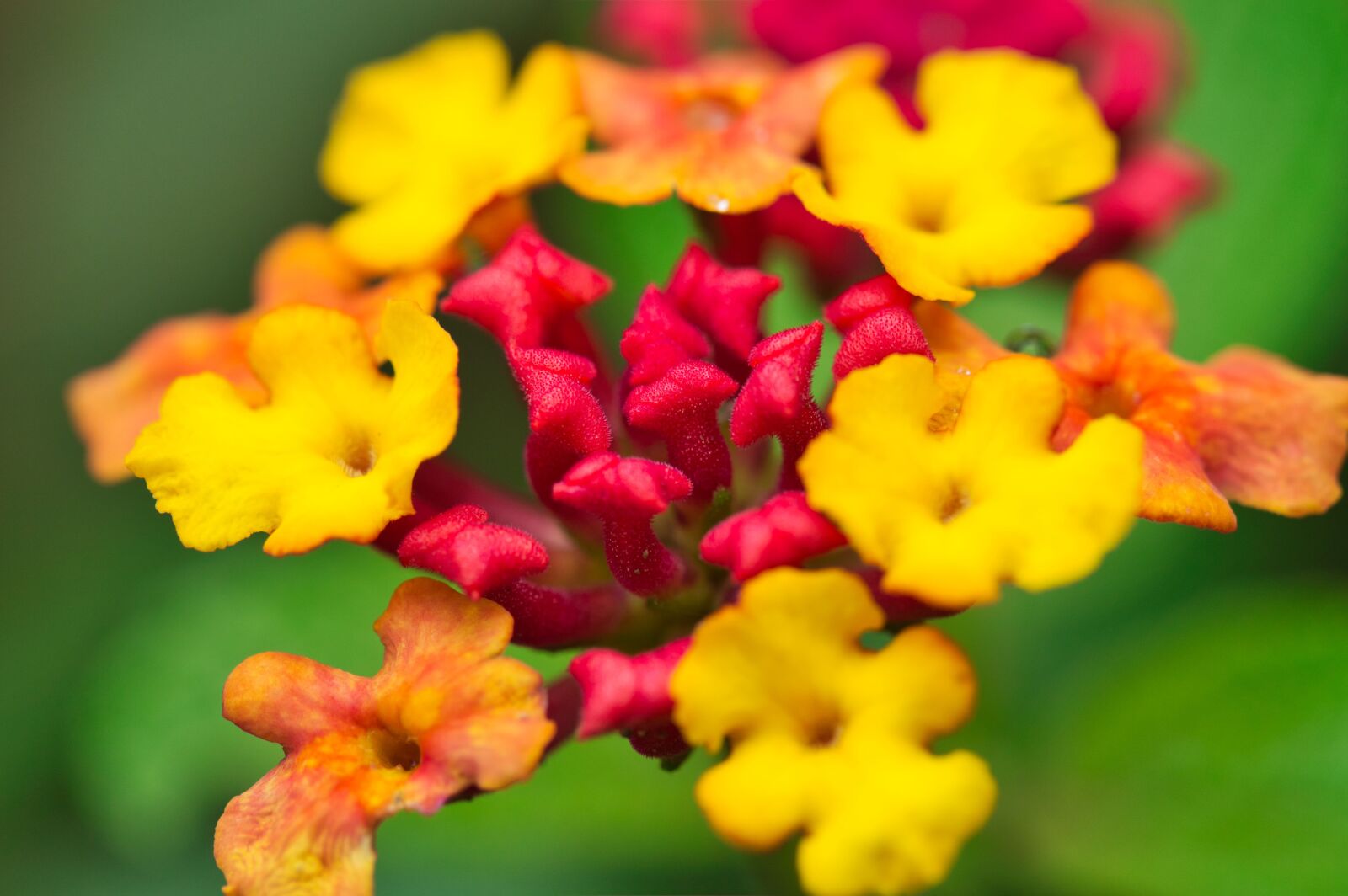Nikon D3200 sample photo. Flowers, petals, close up photography
