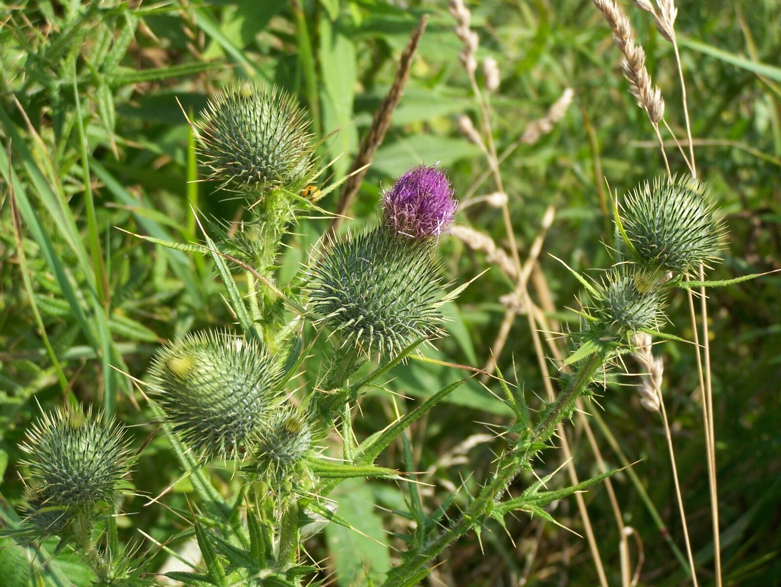 Kodak Z650 ZOOM DIGITAL CAMERA sample photo. Thistle, flower, purple photography
