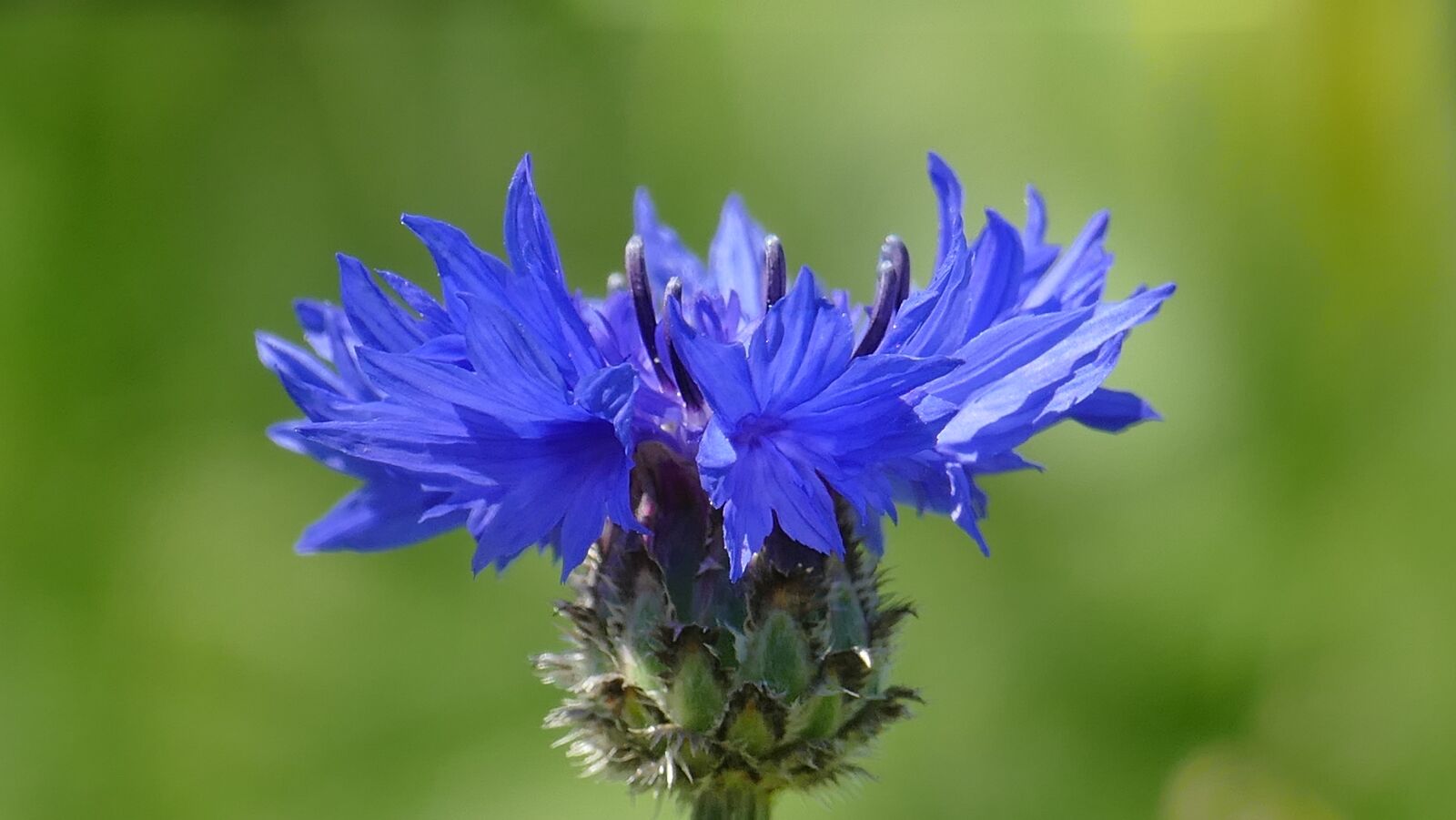 Leica V-Lux (Typ 114) sample photo. Flower, grain flower, close photography