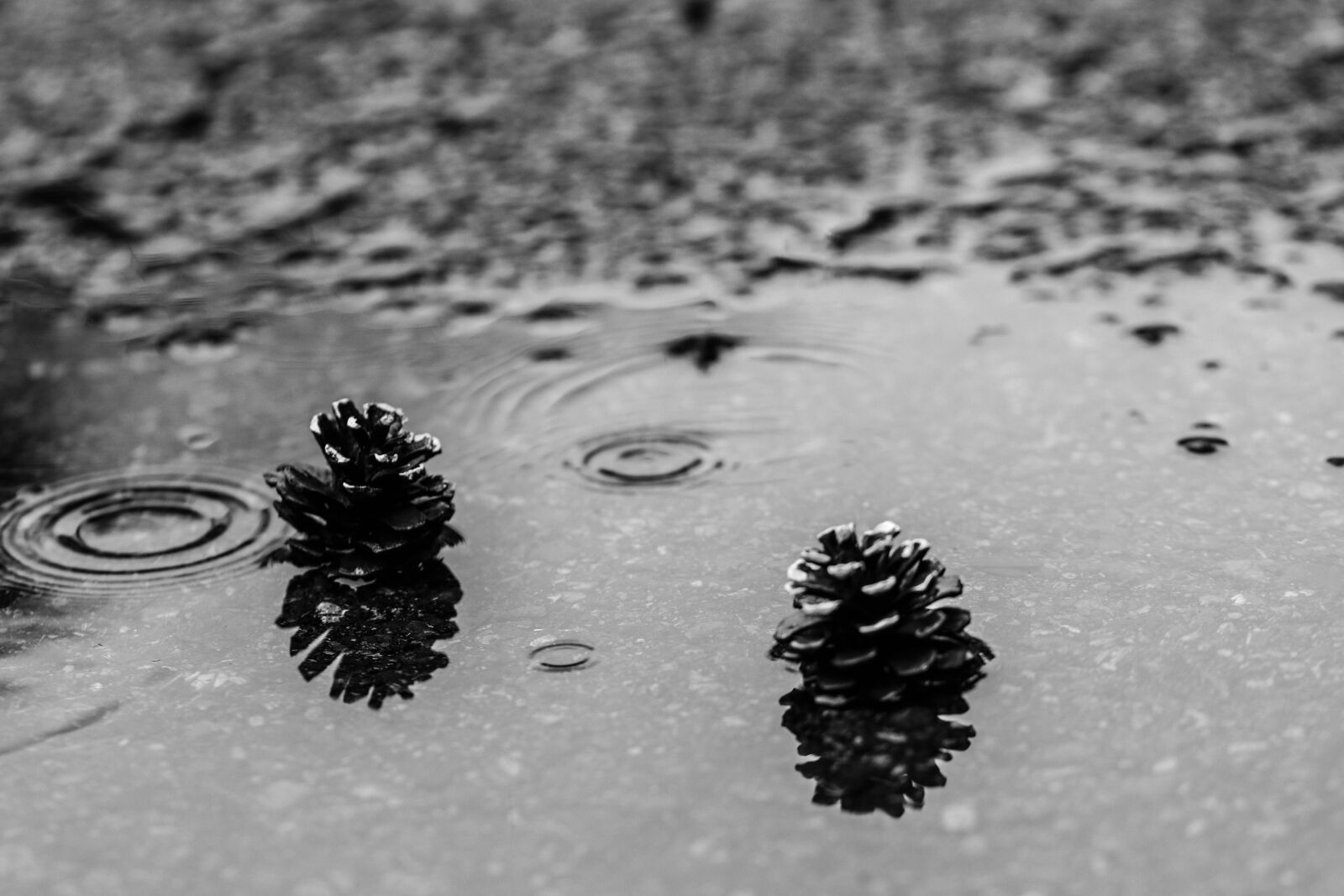 Canon EOS 7D Mark II sample photo. Pinecone, puddle, rain photography