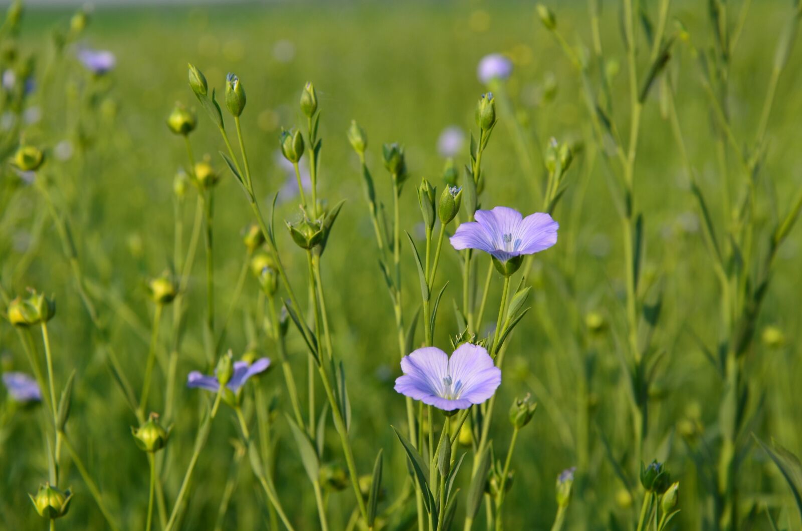 Nikon D7000 sample photo. Flowers, linen flower, field photography