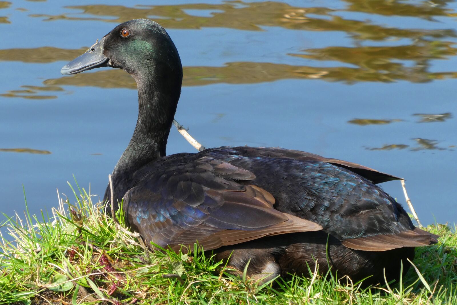 Panasonic Lumix DC-ZS70 (Lumix DC-TZ90) sample photo. Duck, feathers, bird photography