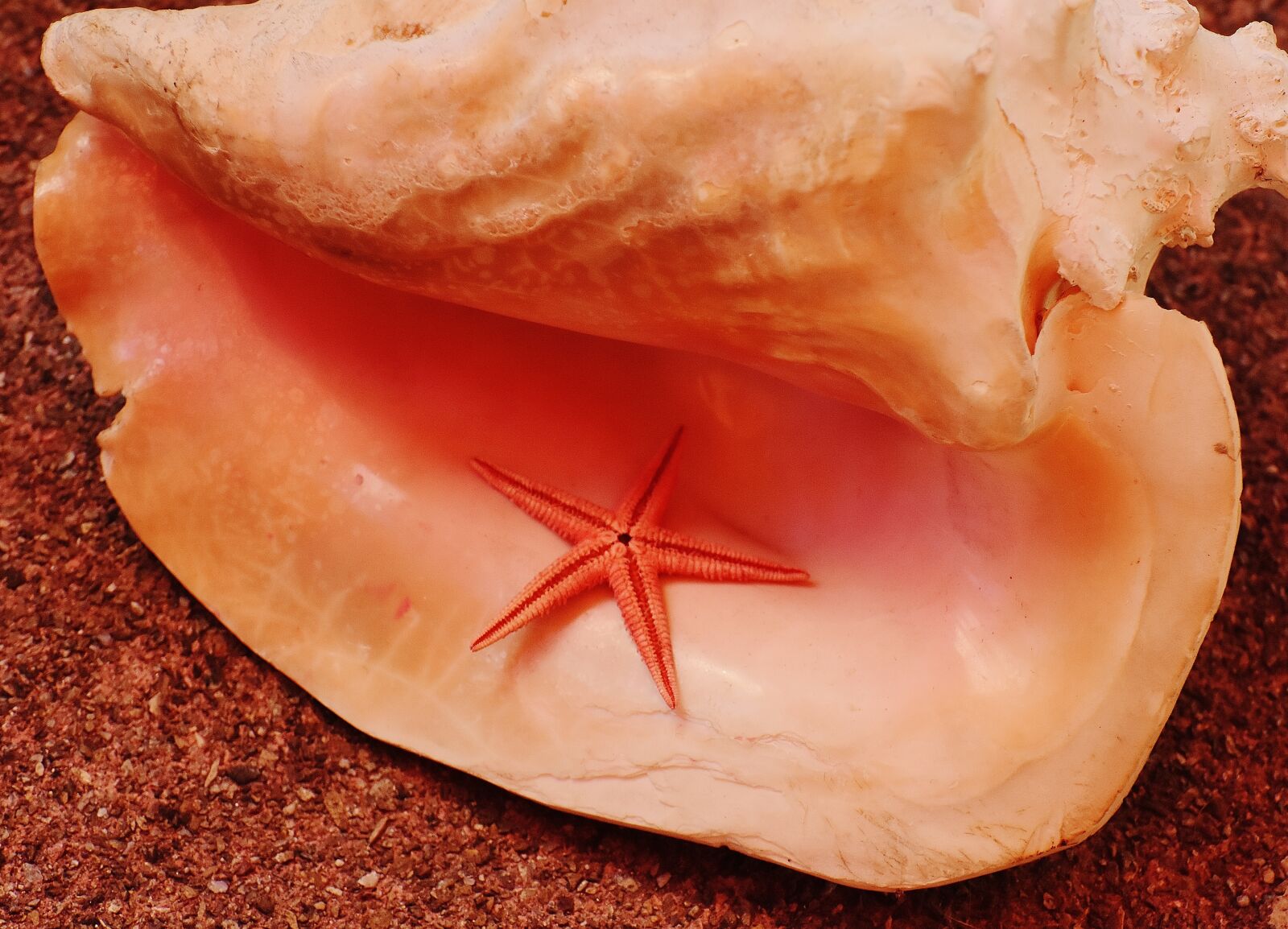 Nikon D7200 sample photo. Shell, starfish, maritime photography