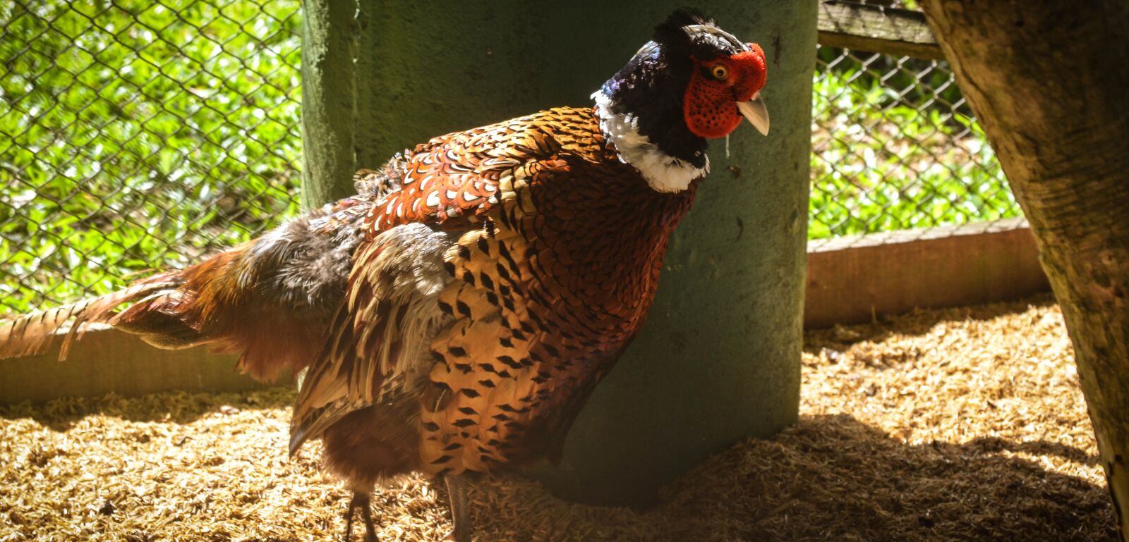 Nikon D5100 sample photo. Pheasant, bird, animal photography