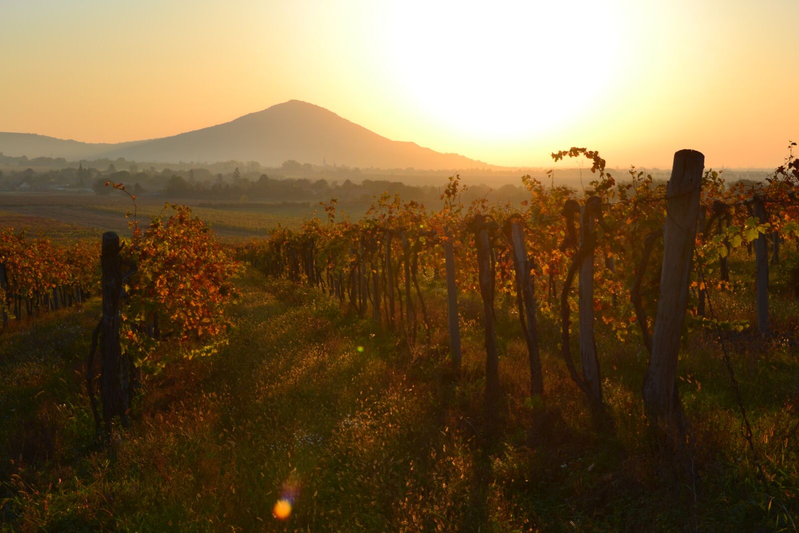 Nikon D3100 sample photo. Dawn, szársomlyó, baranya photography