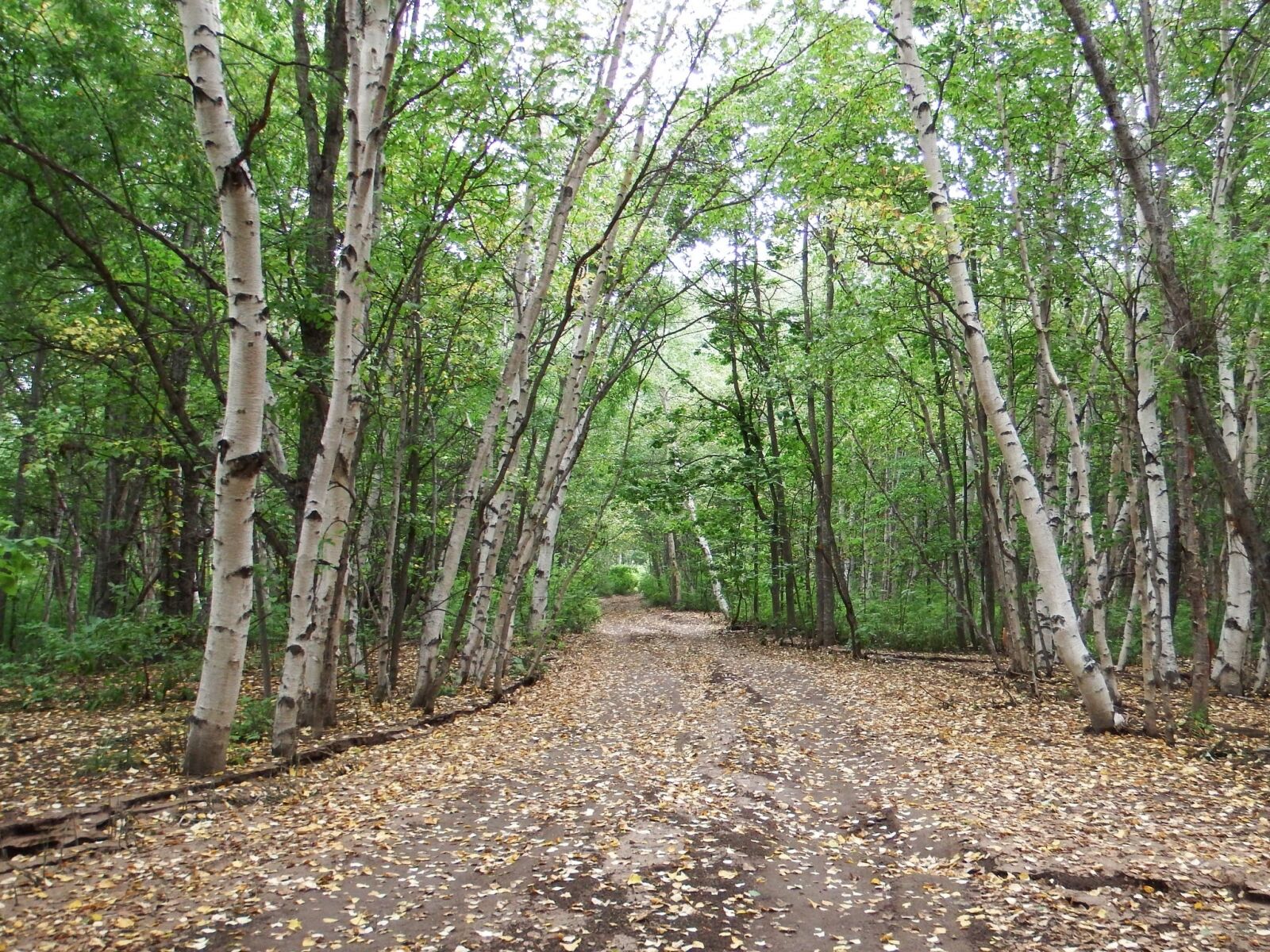 Fujifilm FinePix S1 sample photo. Forest, autumn, road photography