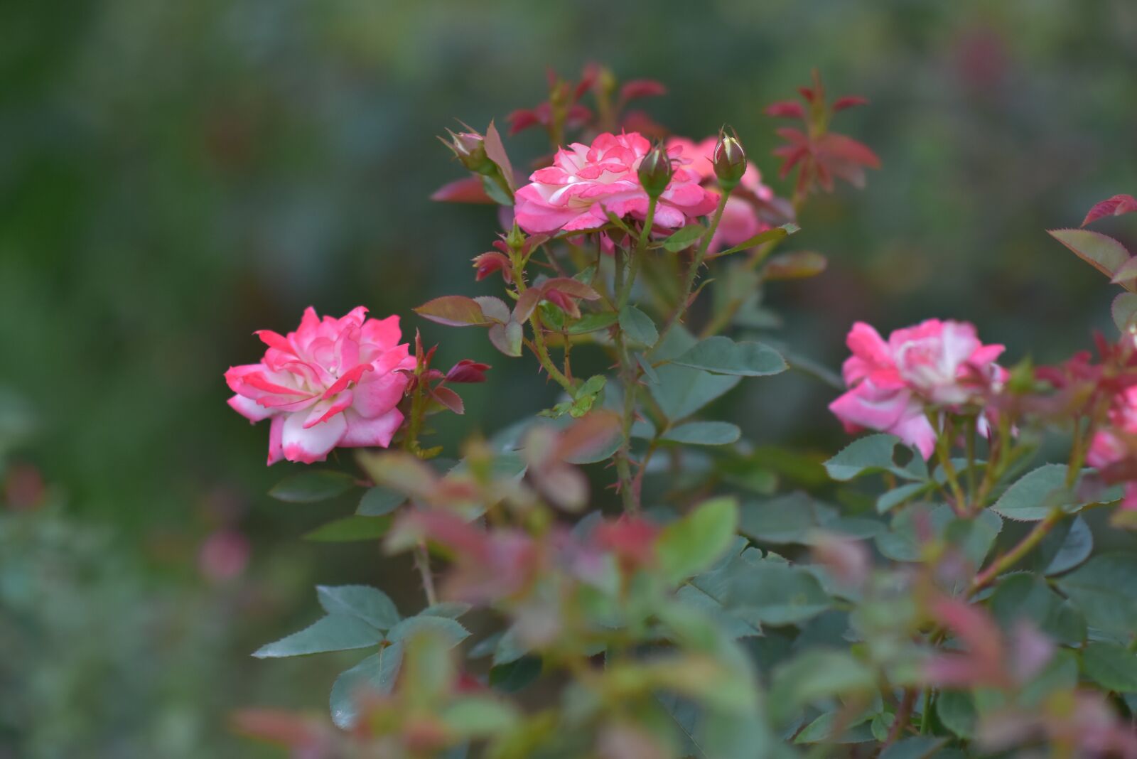 Nikon D7200 sample photo. Roses, aroma, blooming photography