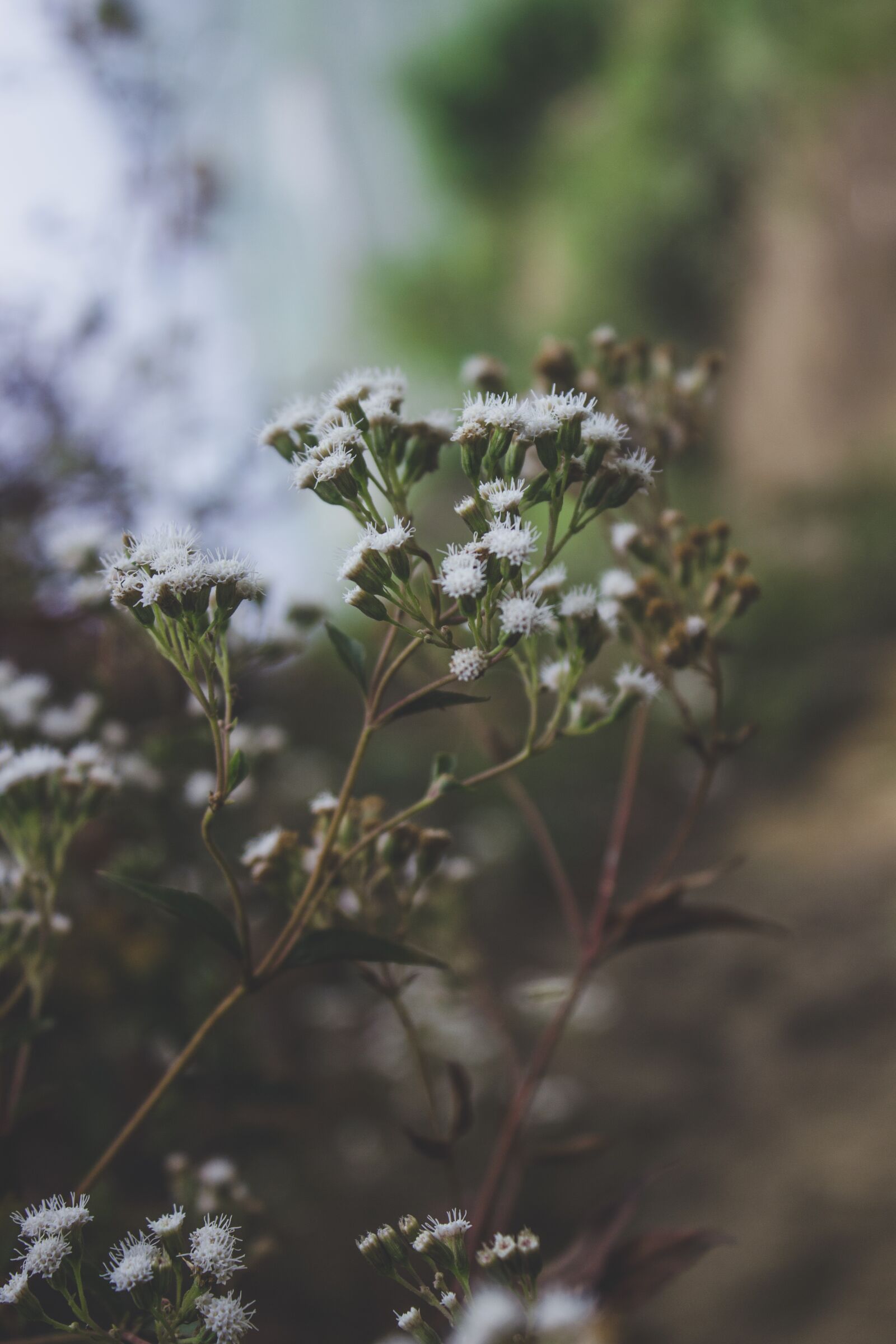 Canon EOS 600D (Rebel EOS T3i / EOS Kiss X5) sample photo. Flowers, nature, plant photography