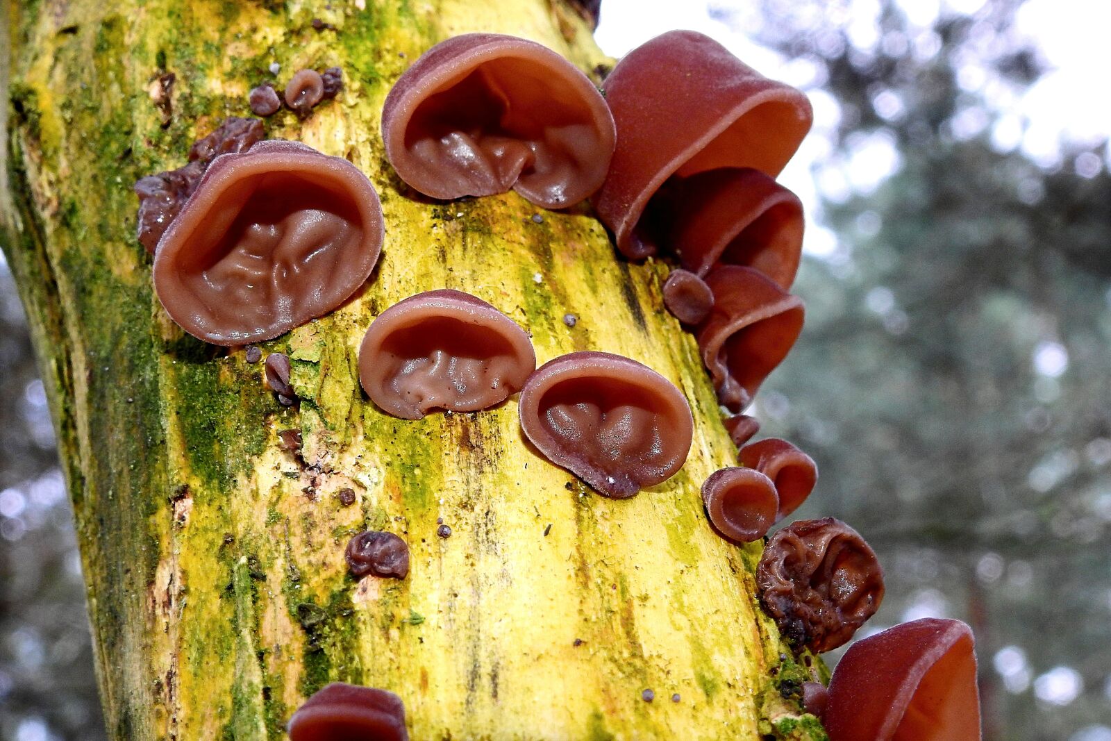 Nikon Coolpix P900 sample photo. Nature, closeup, mushrooms photography
