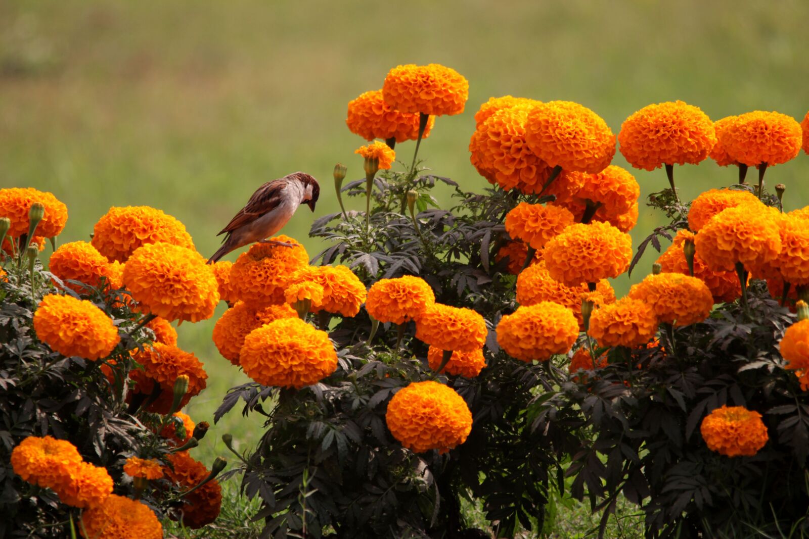 Canon EOS 700D (EOS Rebel T5i / EOS Kiss X7i) sample photo. Bird, flower, green photography