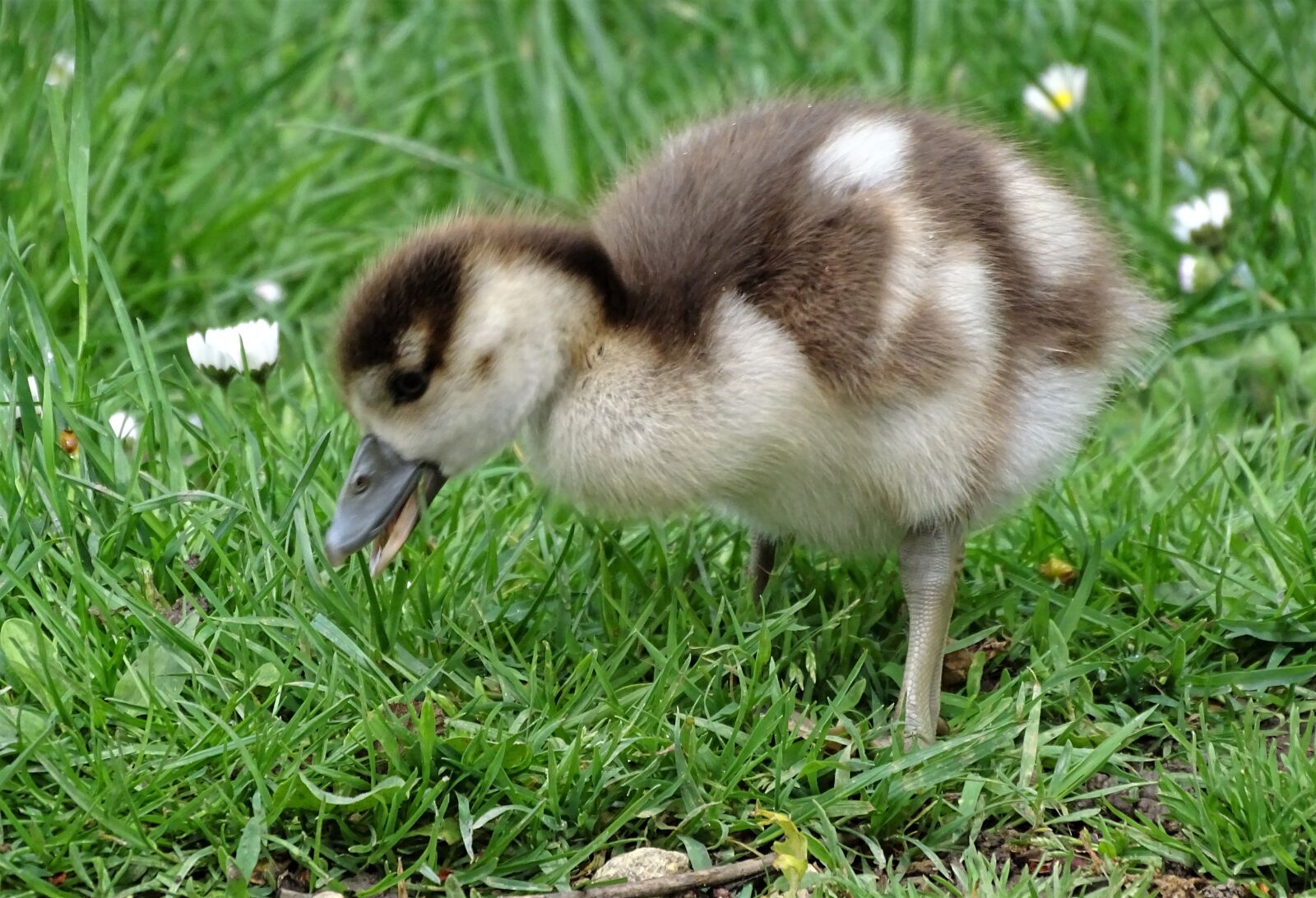 Sony Cyber-shot DSC-HX400V sample photo. Chicks, close up, macro photography