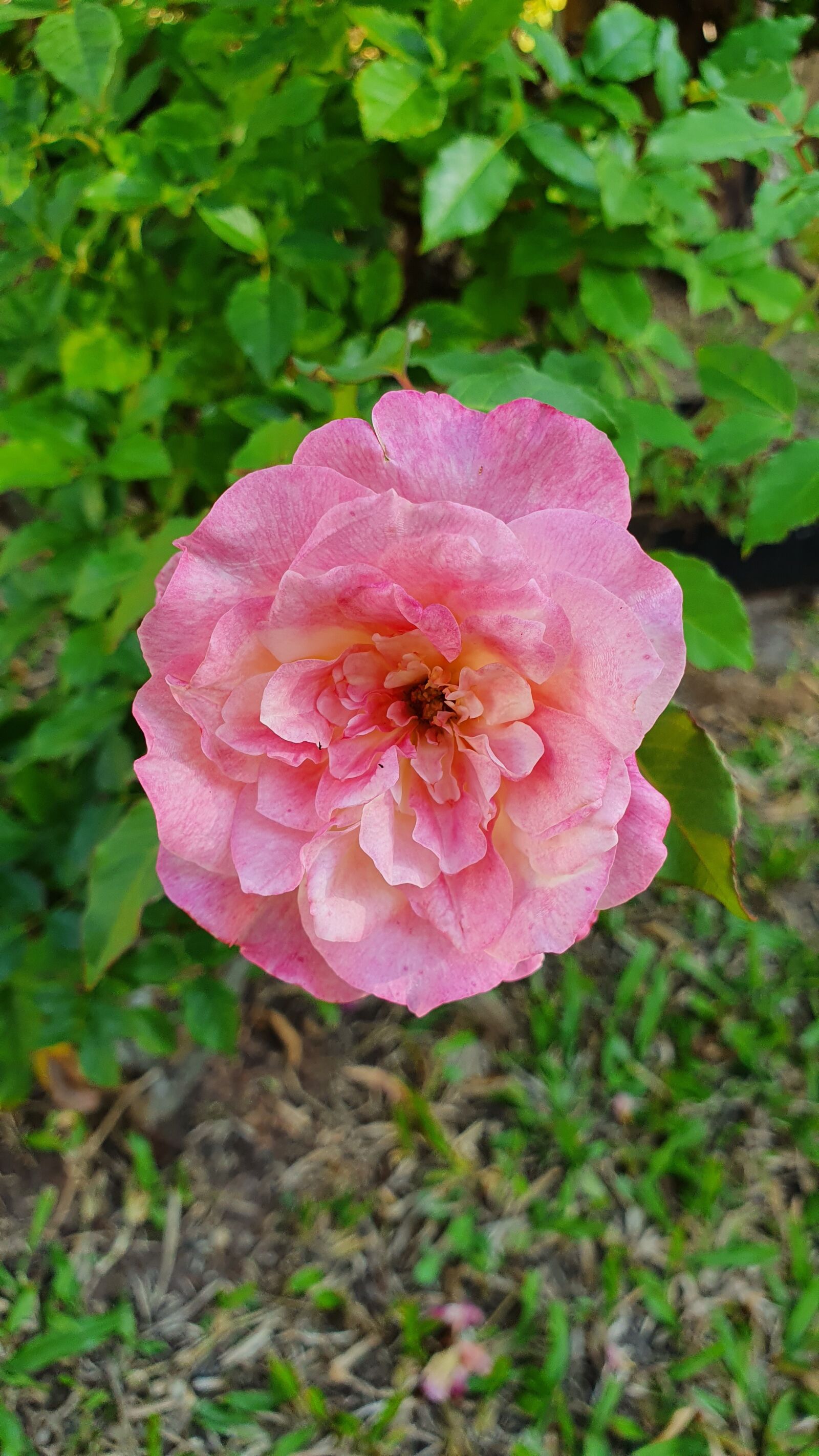 Samsung Galaxy S10e sample photo. Flower, nature, rosa photography