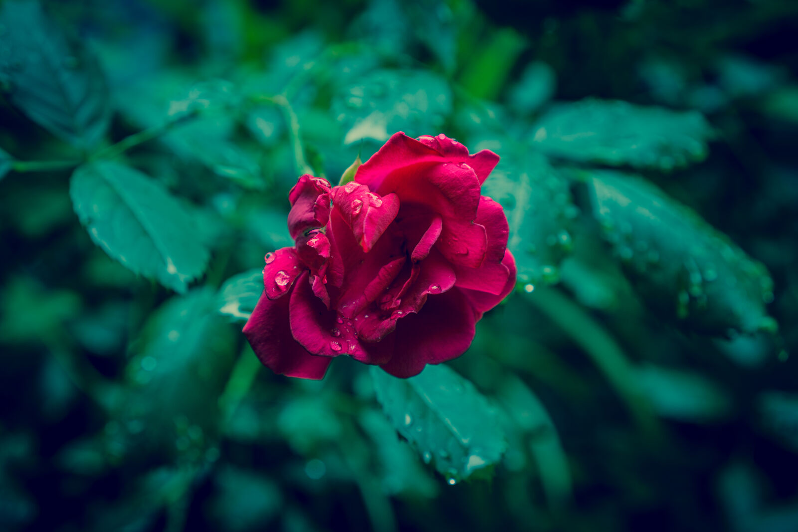 Sony a6000 + Sony E 35mm F1.8 OSS sample photo. Raindrops, rose, flower, rain photography