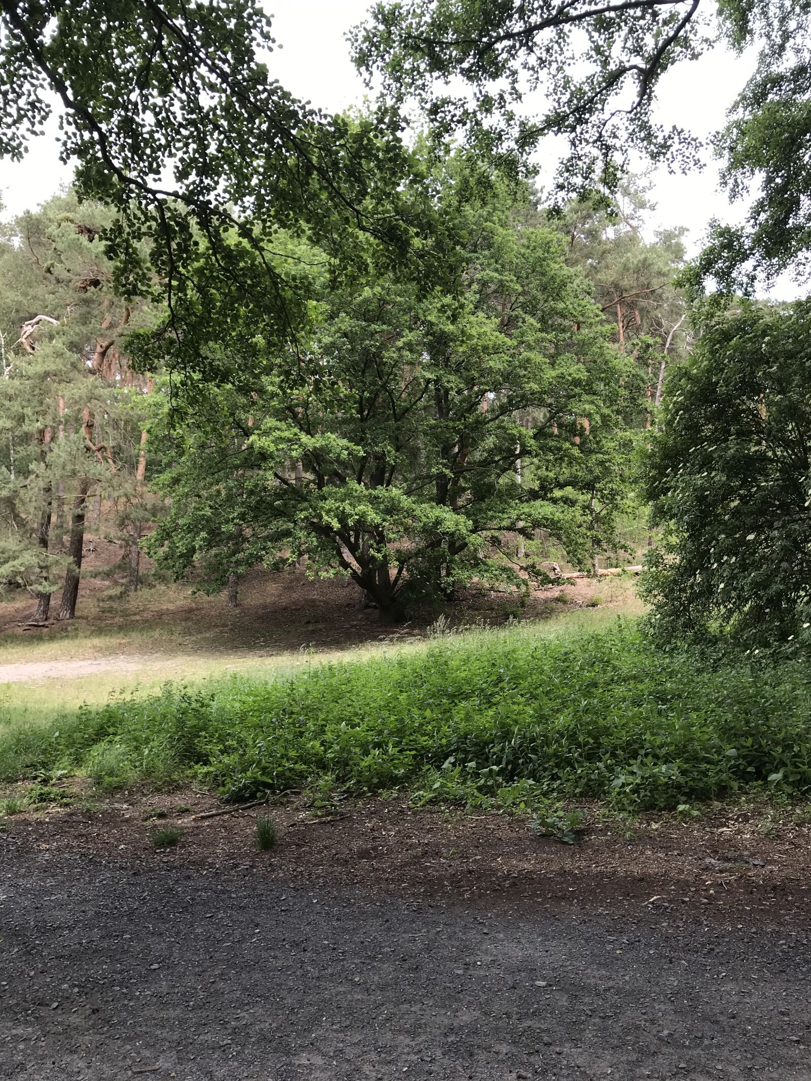 iPhone 7 back camera 3.99mm f/1.8 sample photo. Tree, green, landscape photography