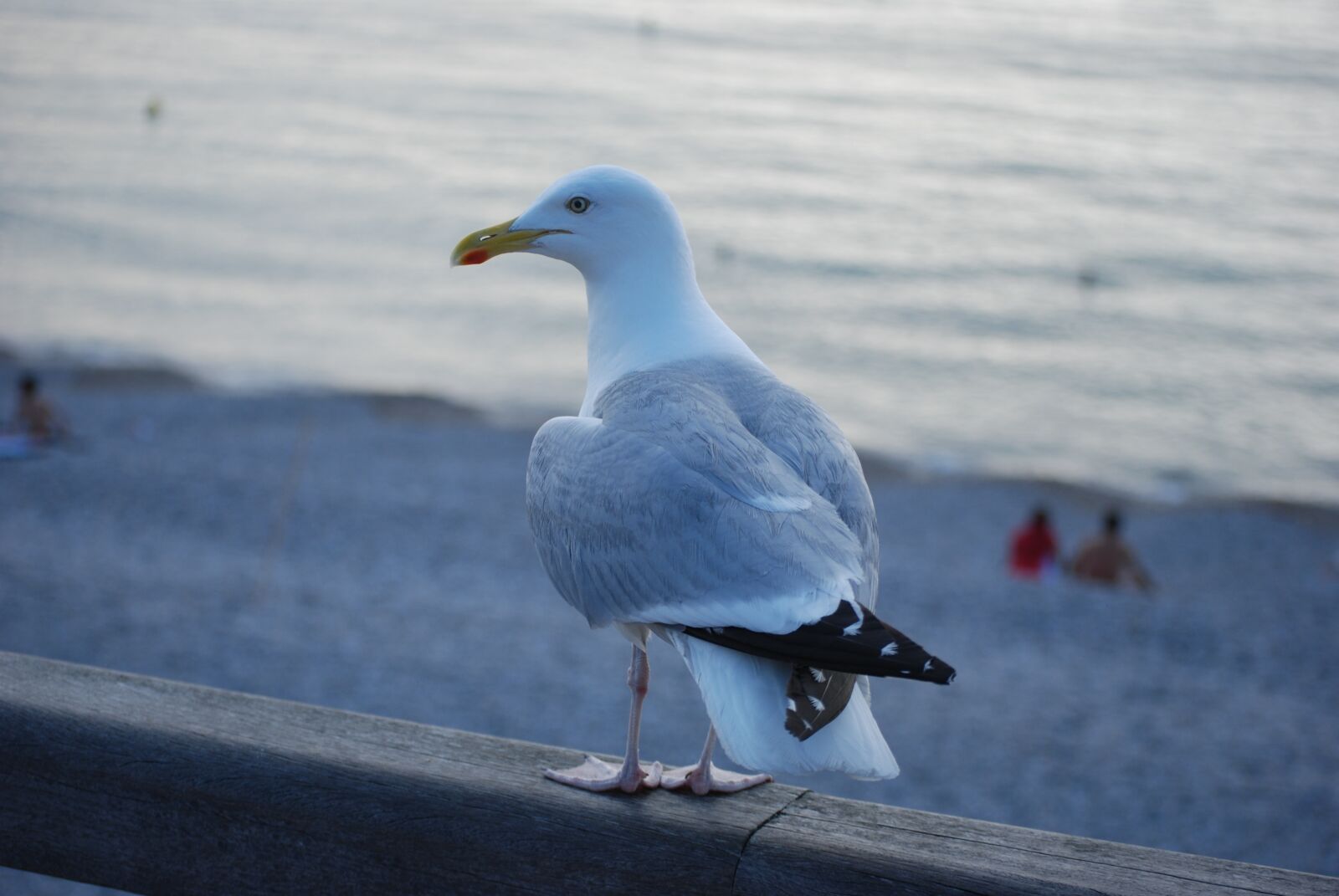 Nikon D60 sample photo. Seagull, sea, bird photography